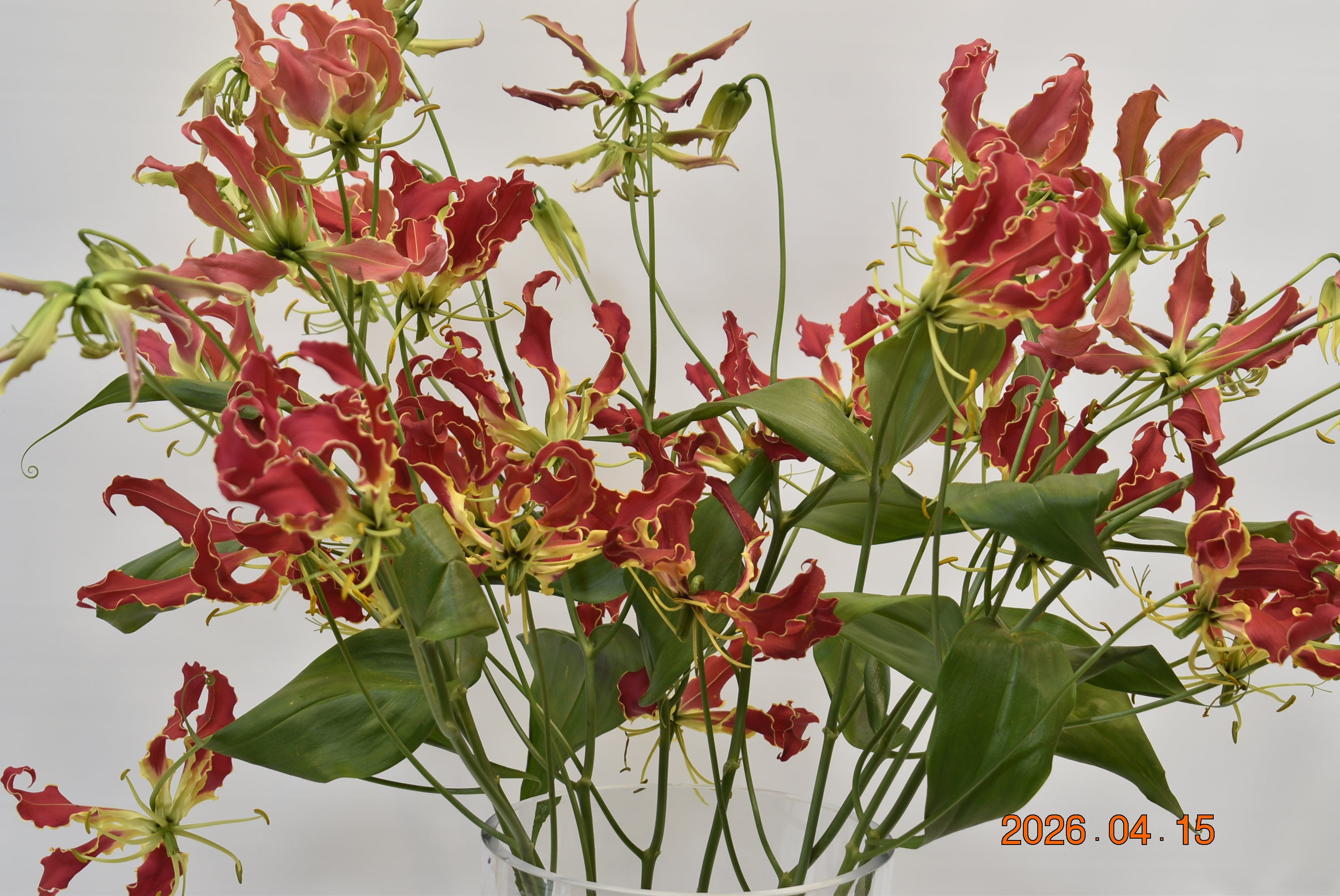 GLORIOSA RED Large