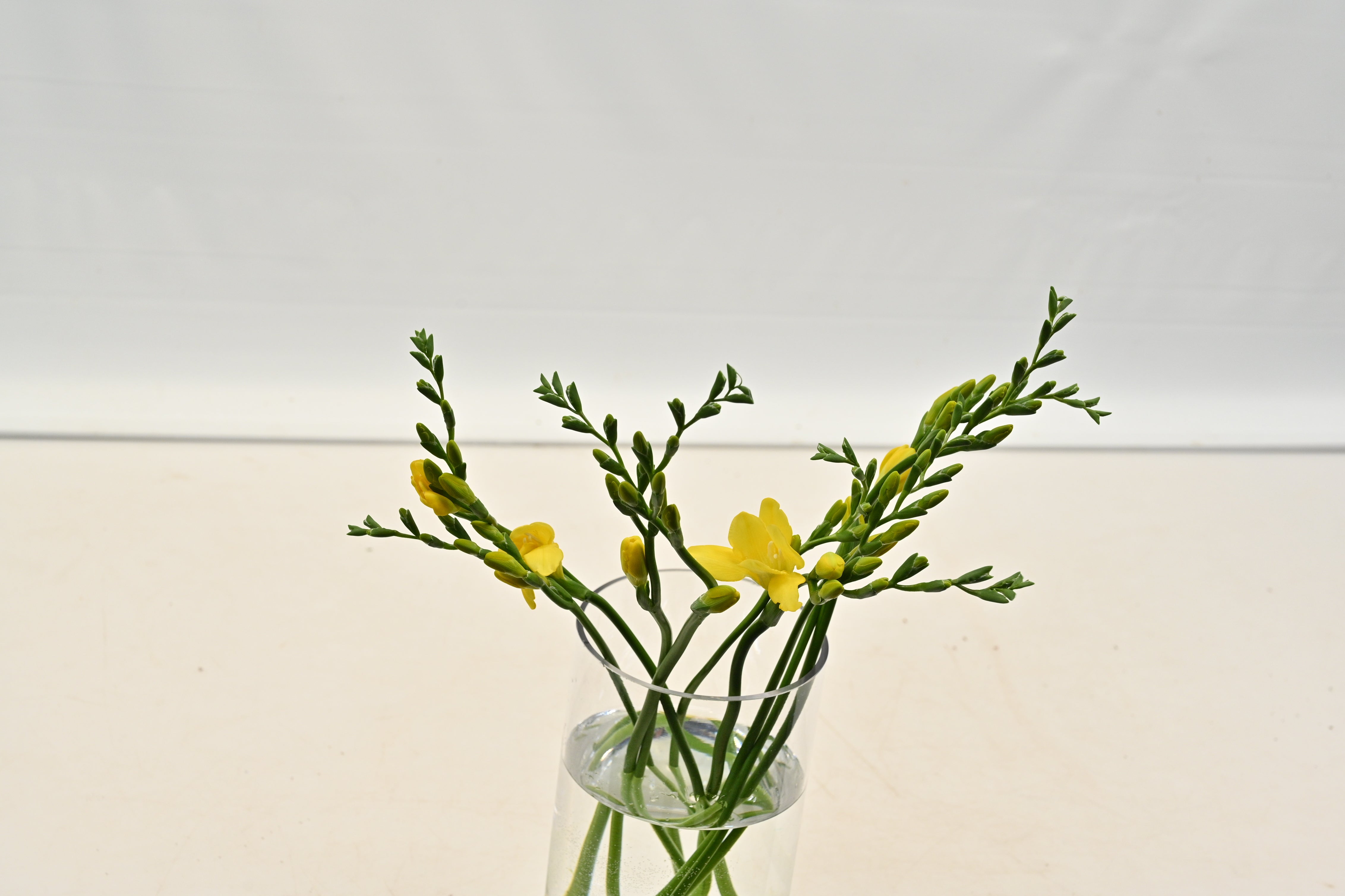 FREESIA YELLOW Large
