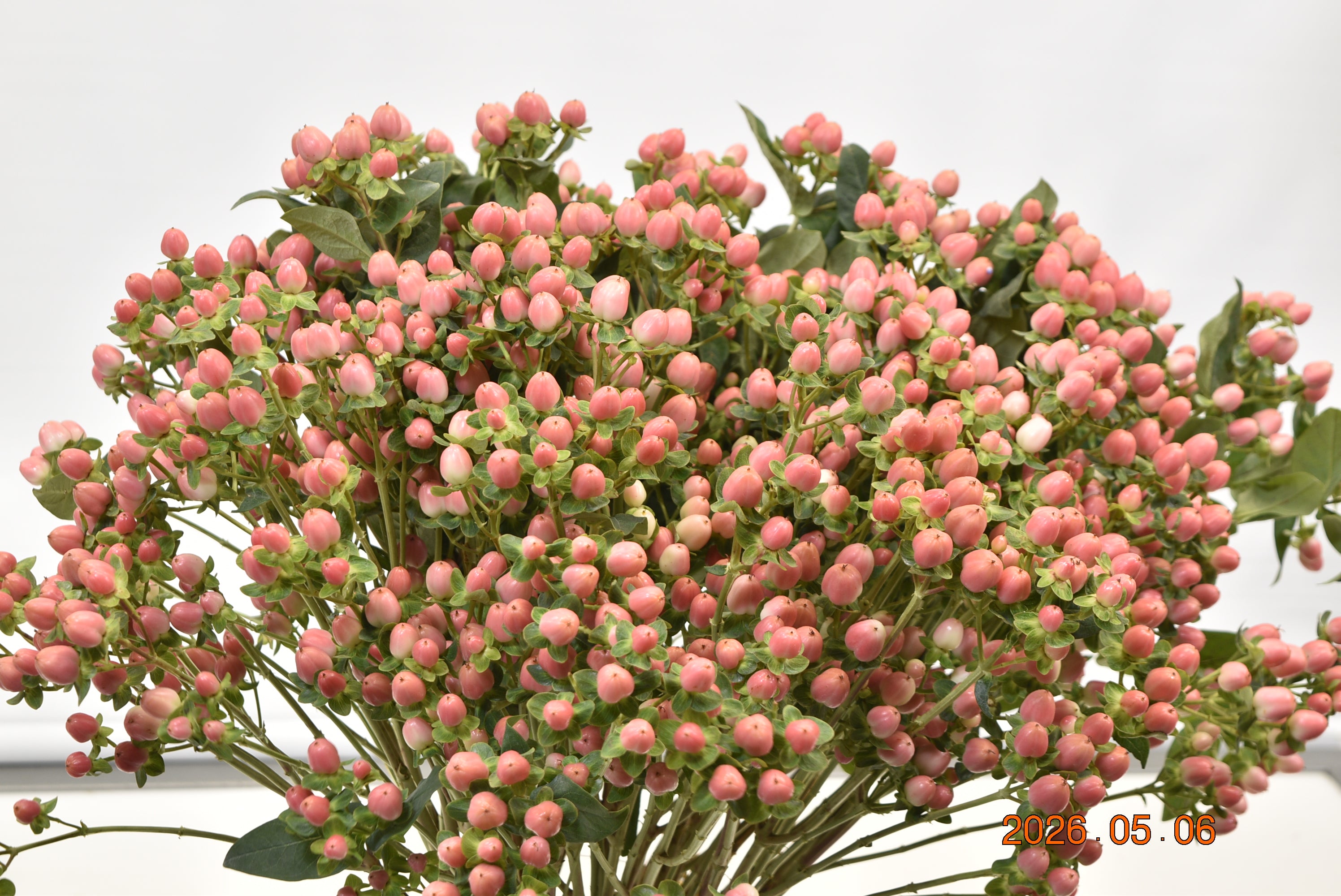 HYPERICUM SWEET ROMANCE Large