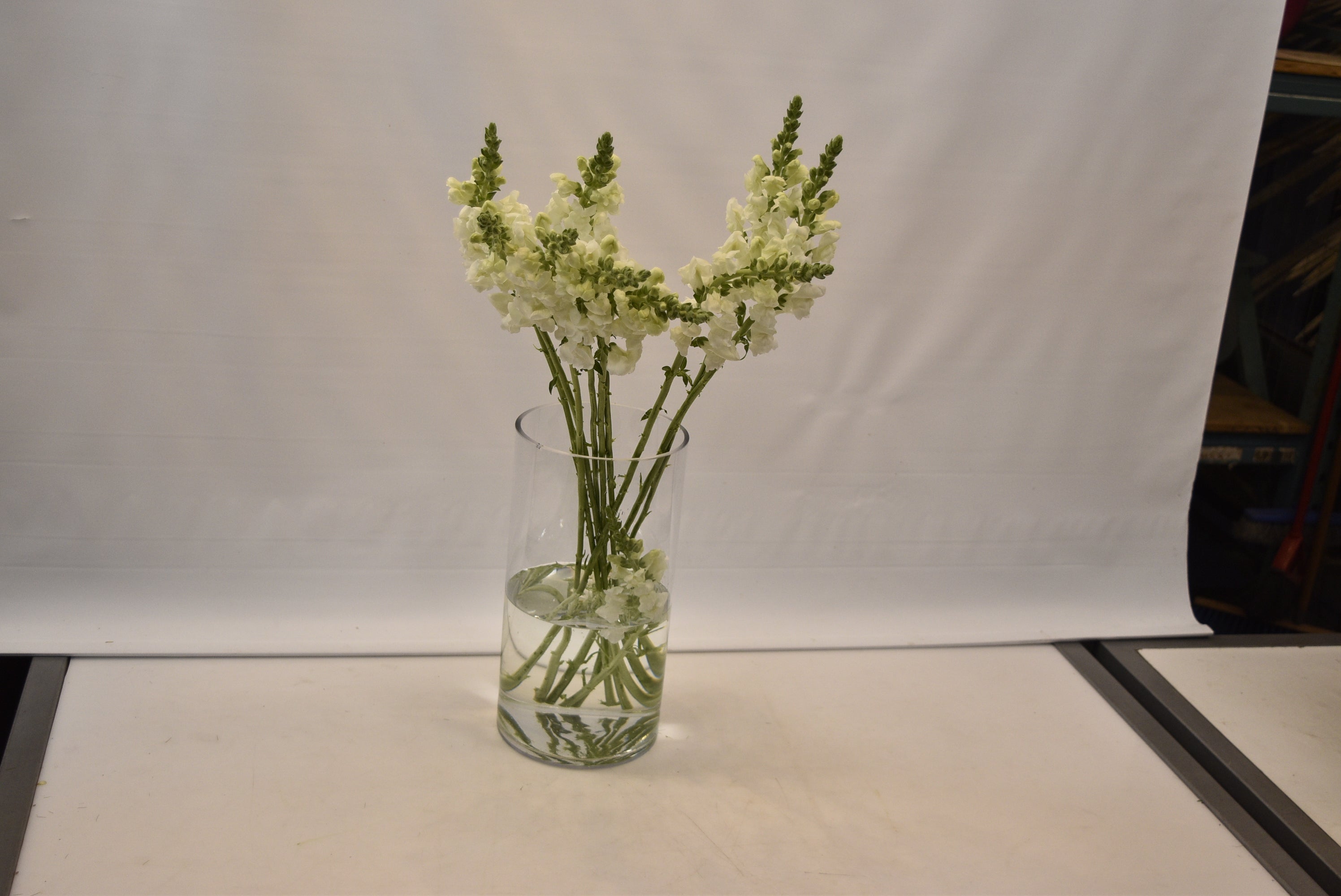 SNAPDRAGON WHITE Large