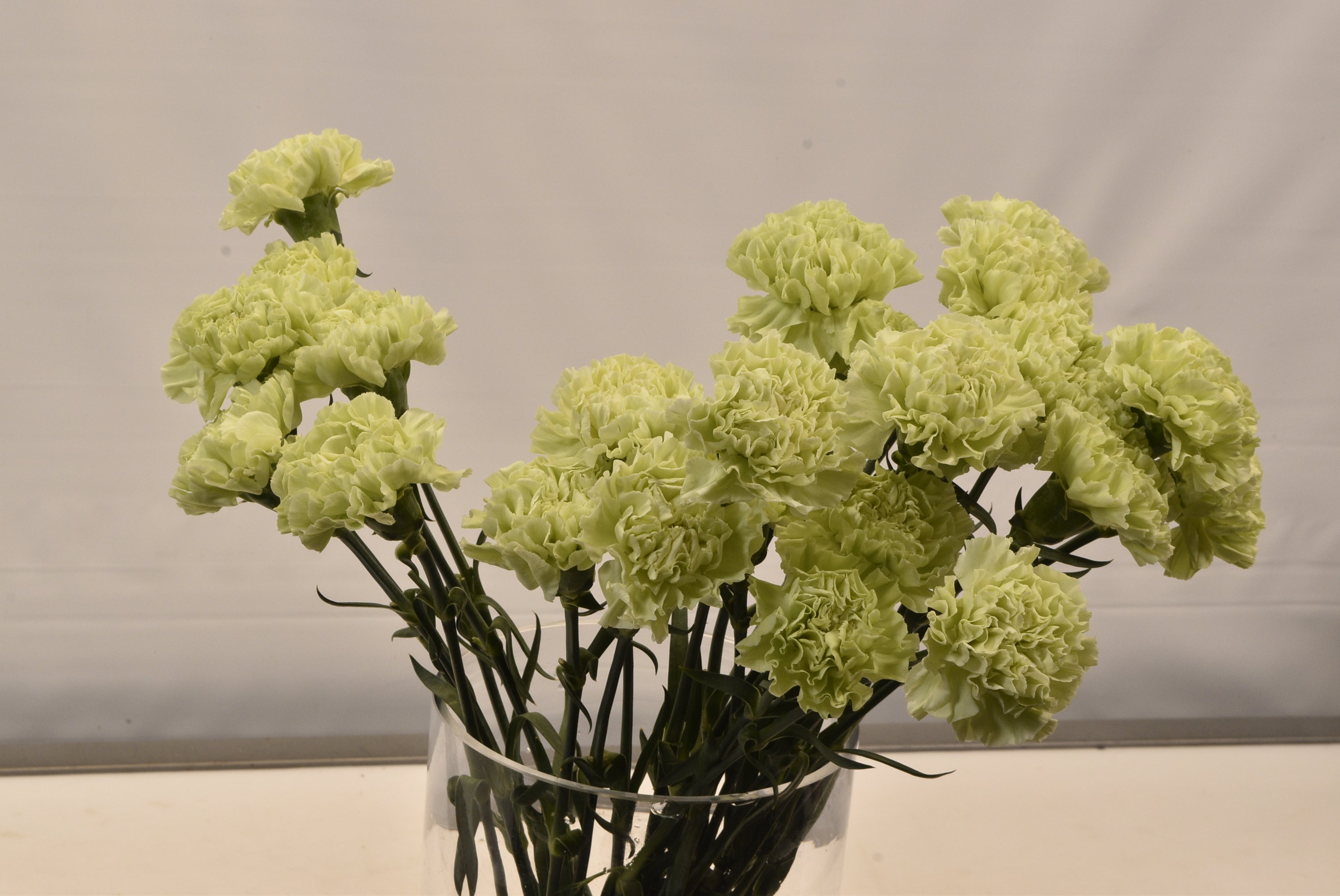 CARNATION PRADO-MINT Large