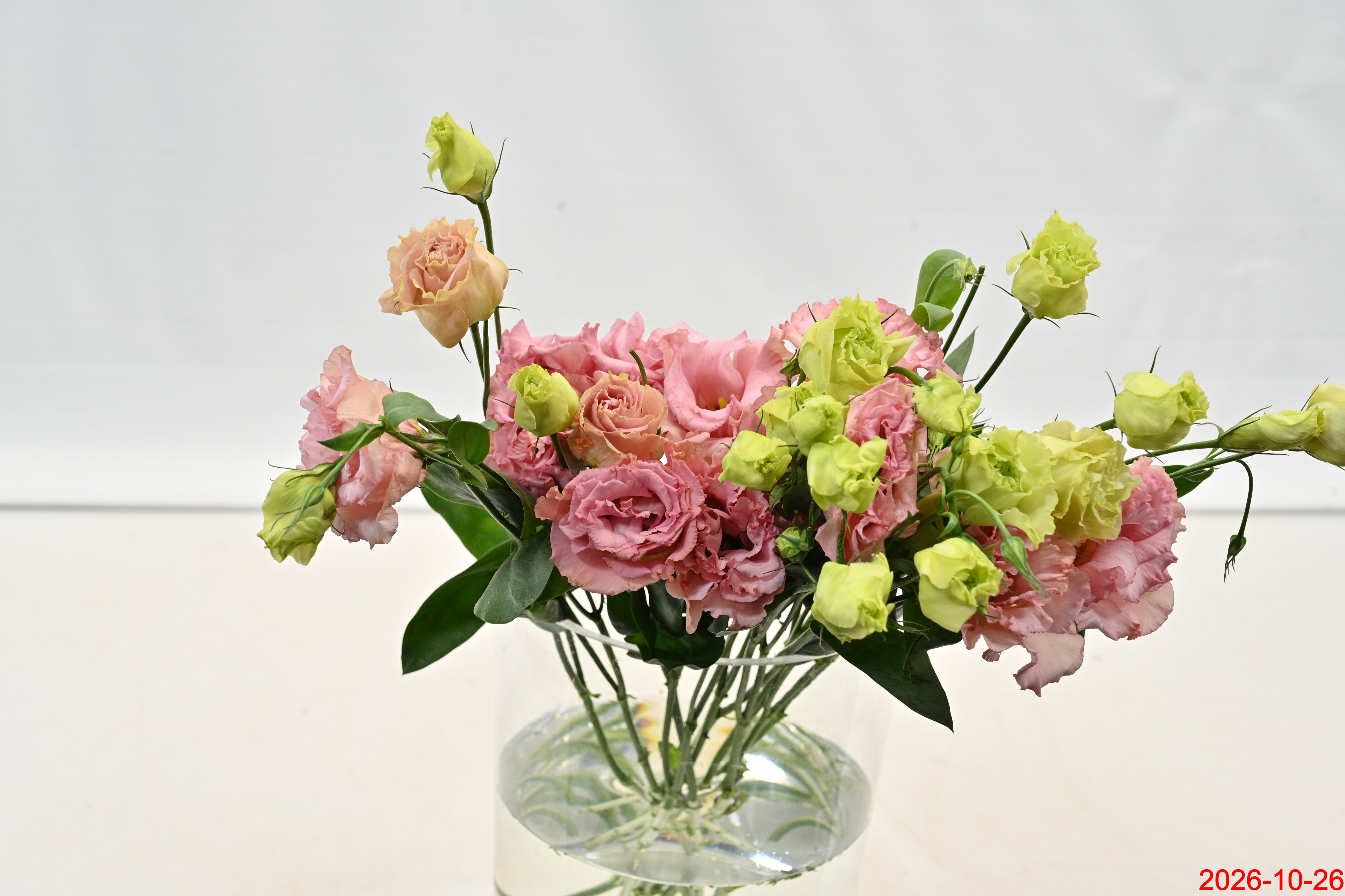LISIANTHUS DBL CORELLI Large
