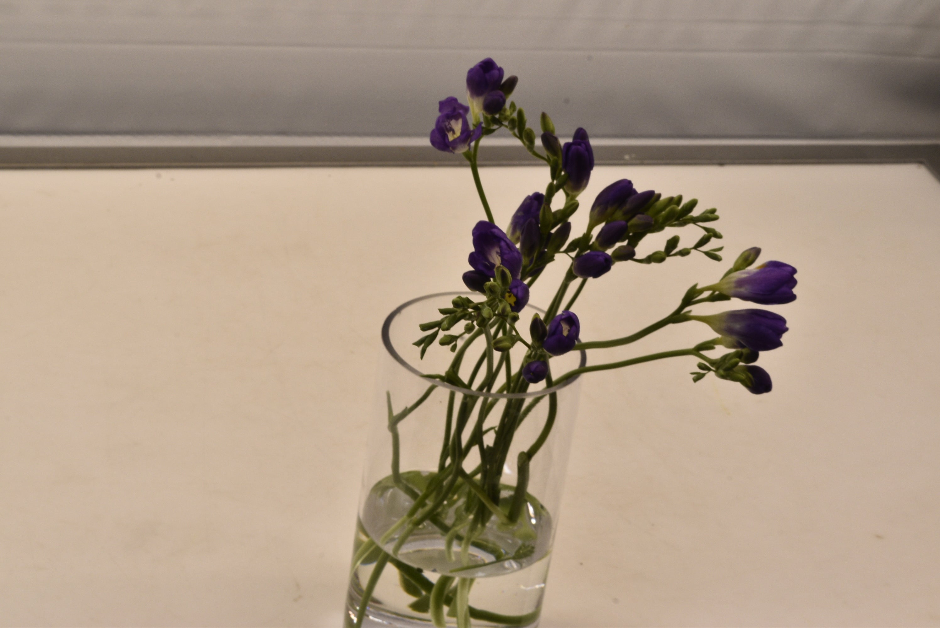 FREESIA PURPLE Large