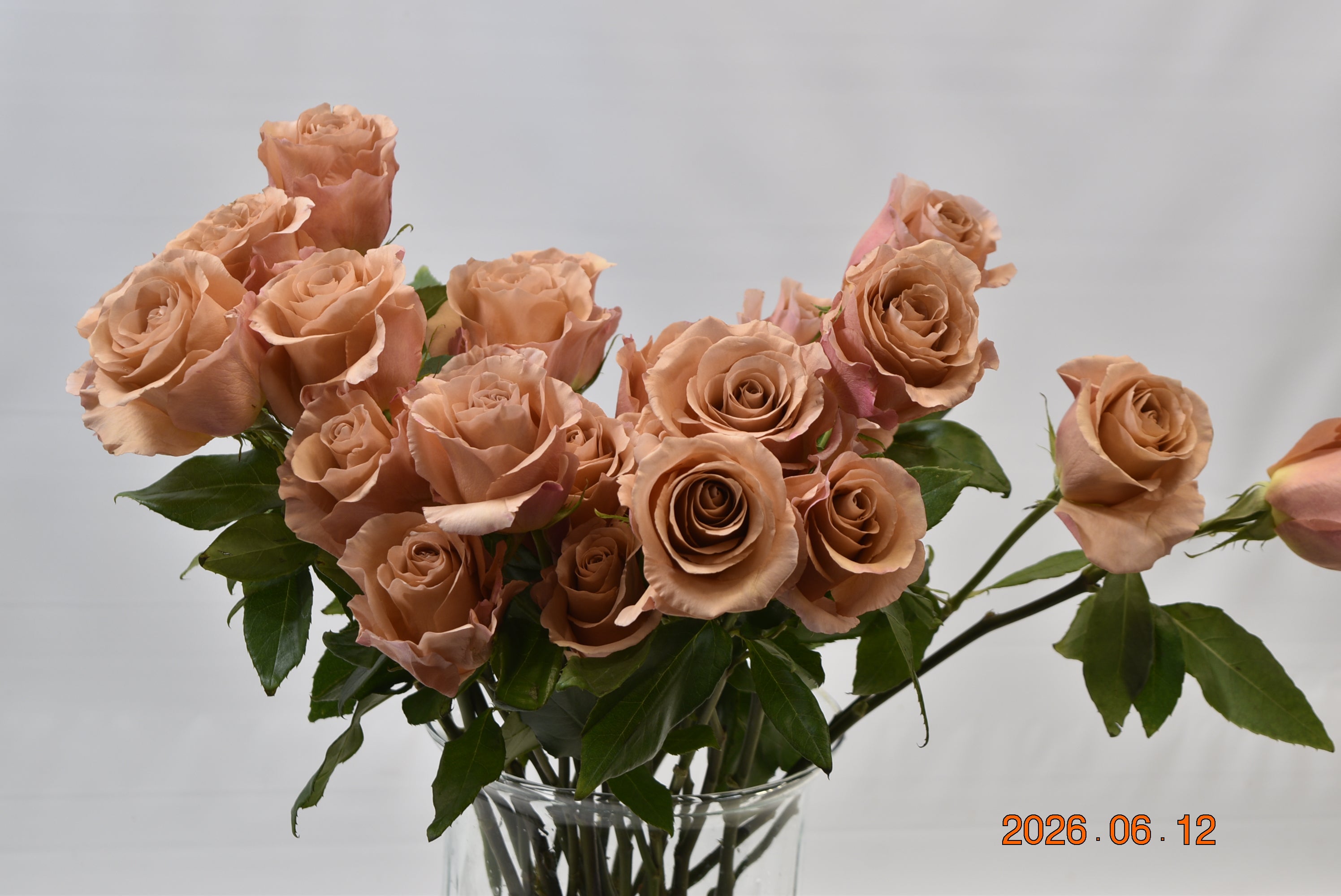 Rose Moab Large