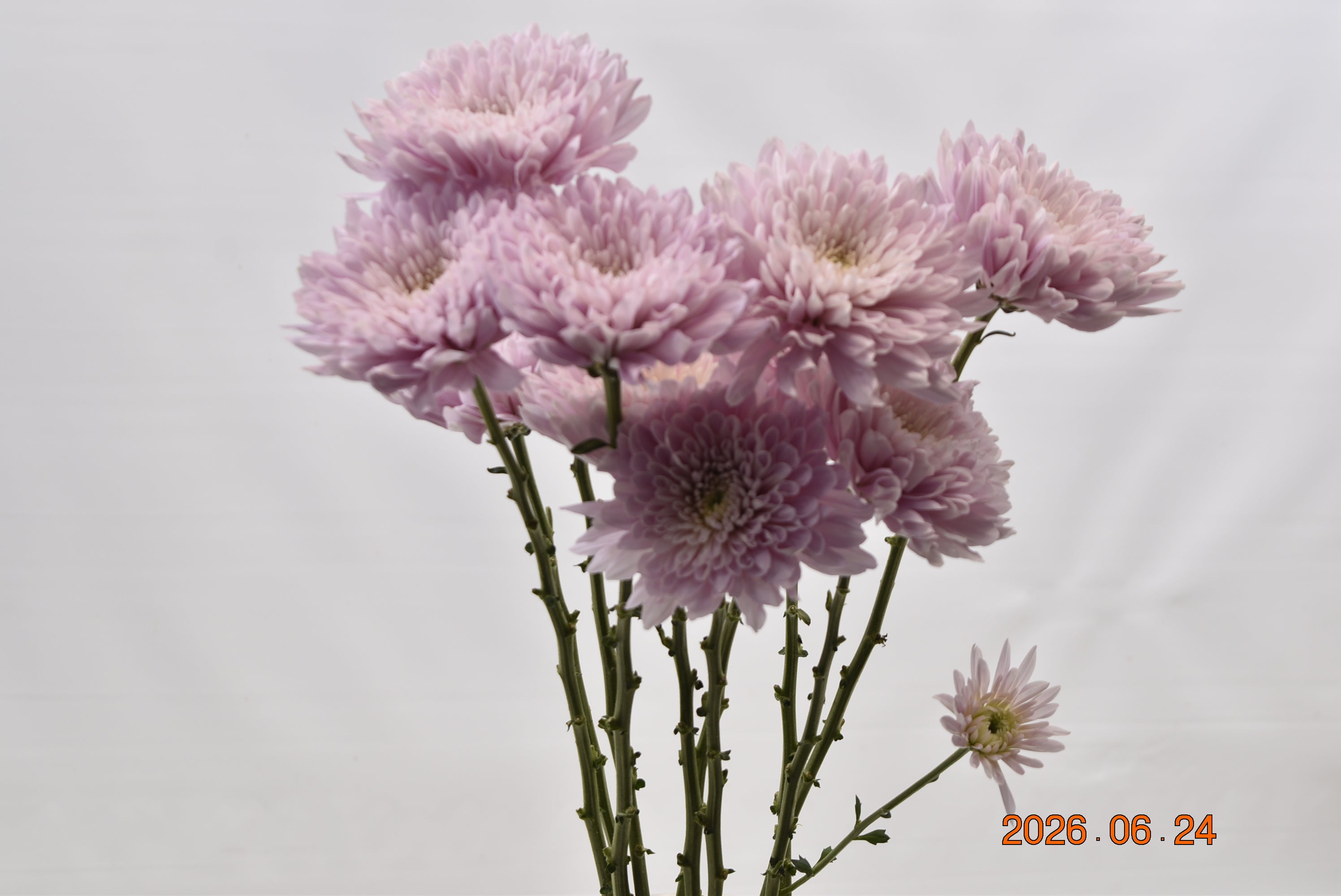 CHRYSANTHEMUM PETRUSHKA POM POM Large