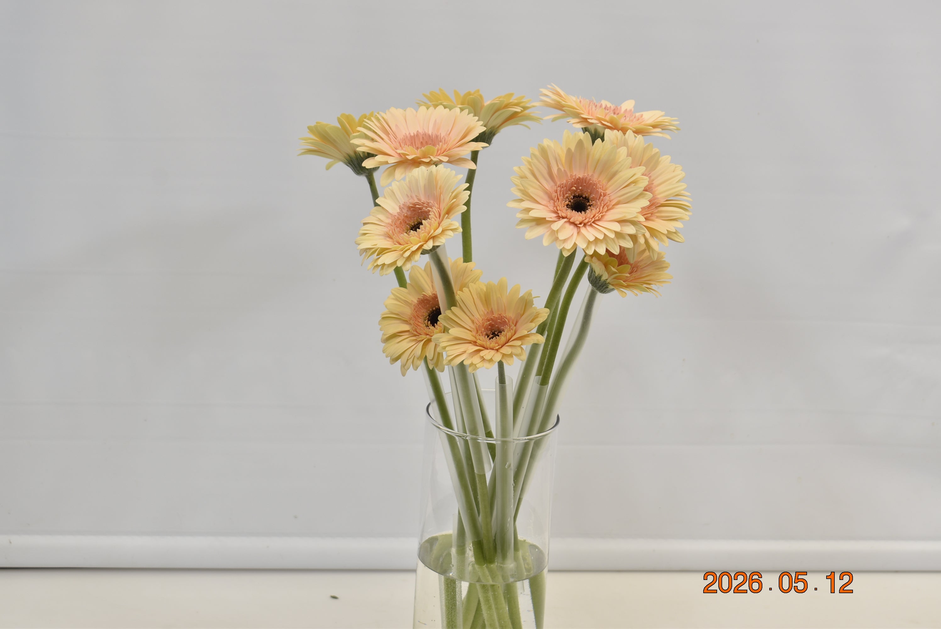 Gerbera Cafe Del Mar Large
