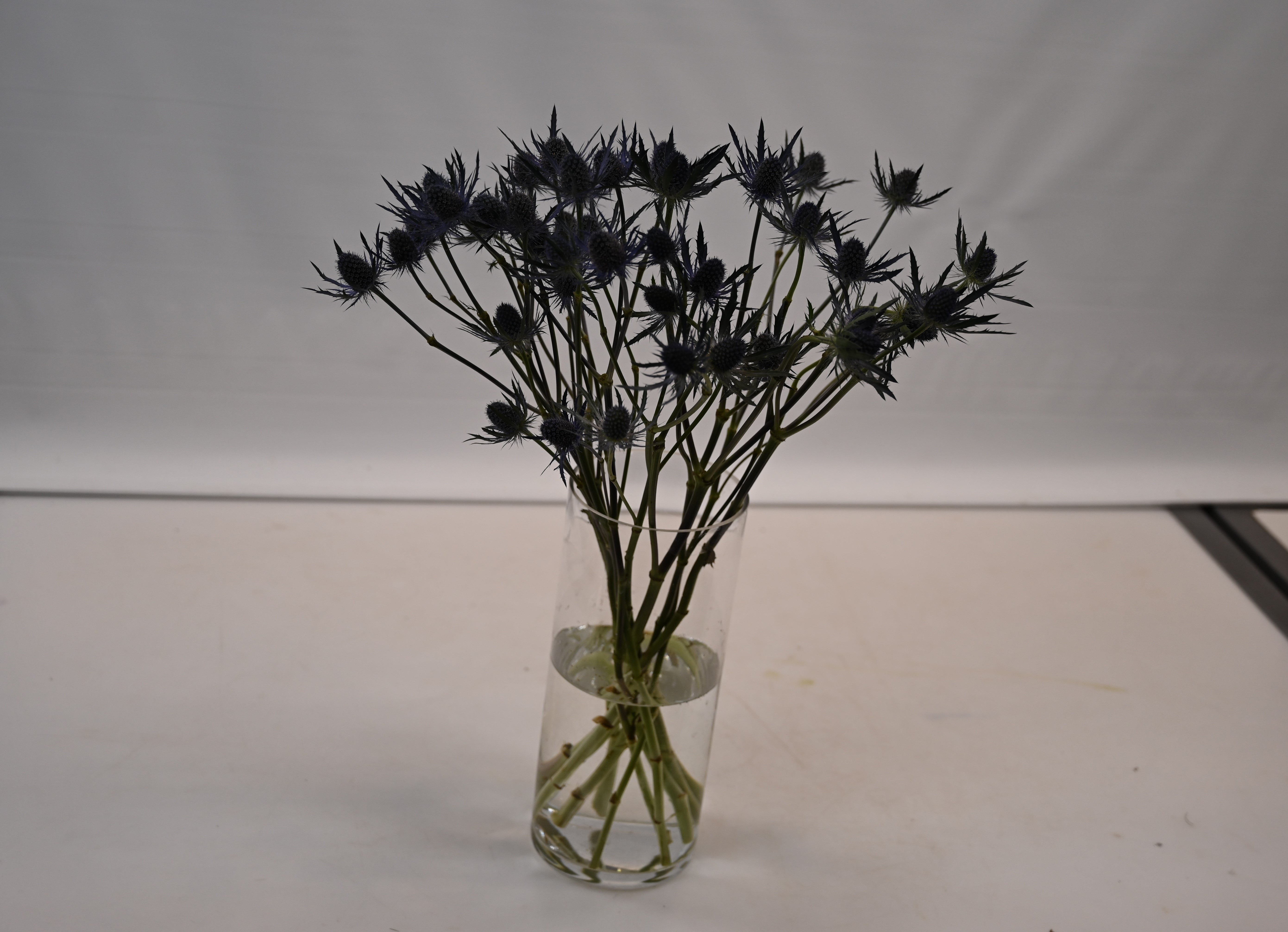 ERYNGIUM BLUE DYNAMITE Large