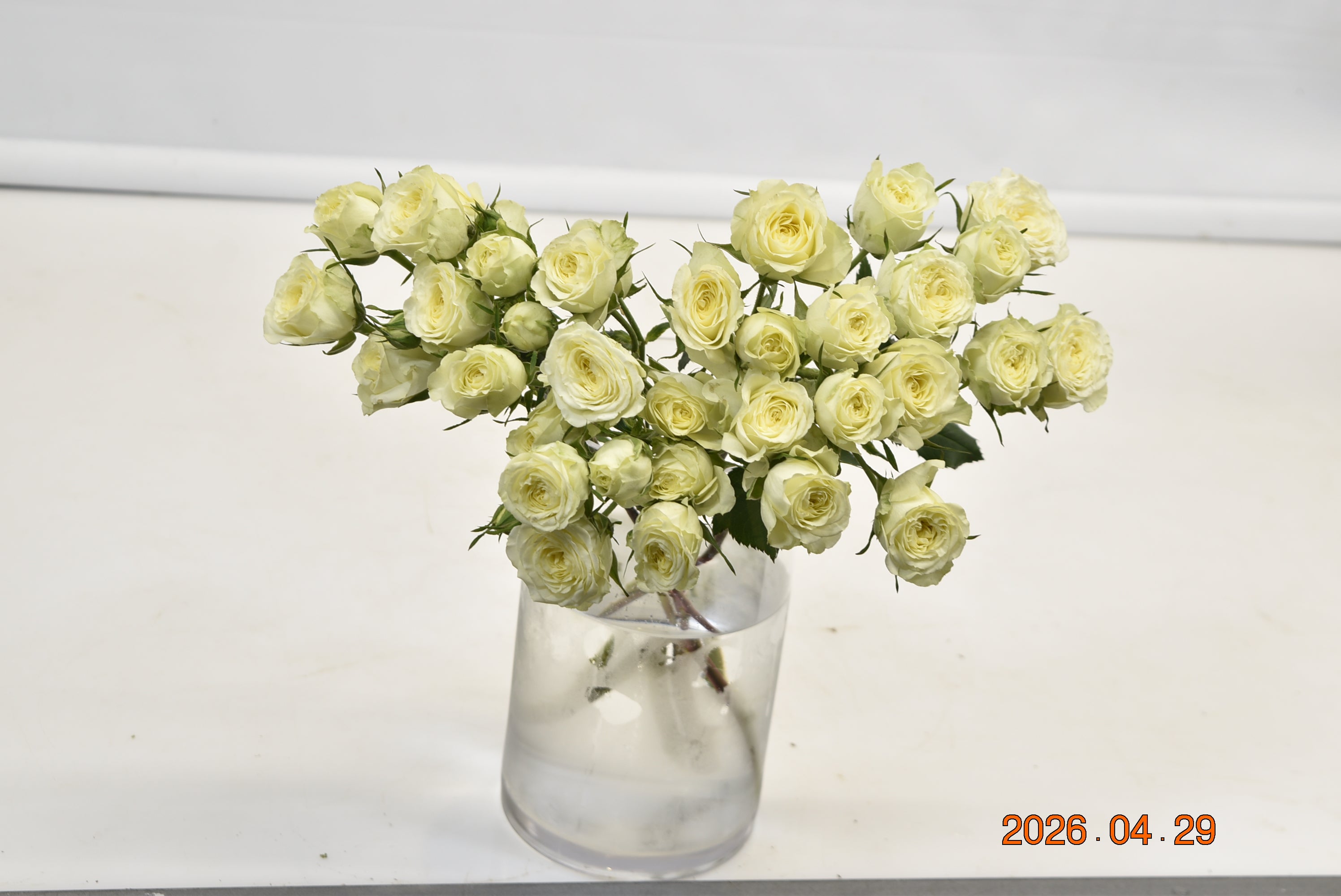 Rose Spray Flow Cream Large