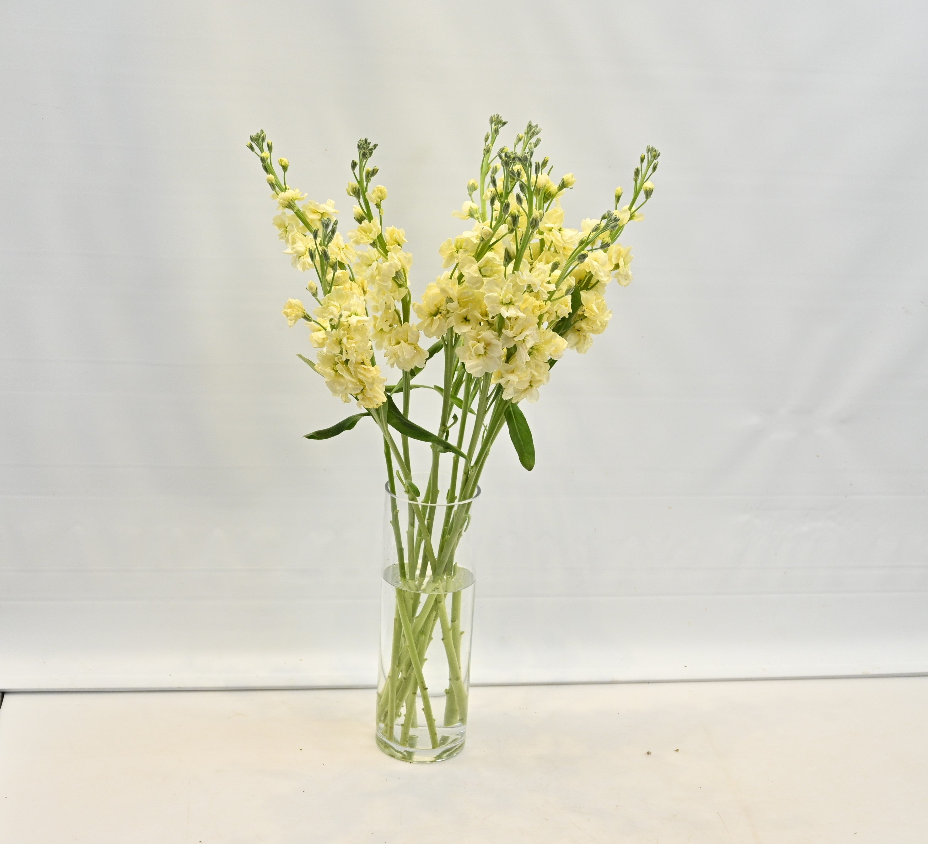 STOCK CREAM Large