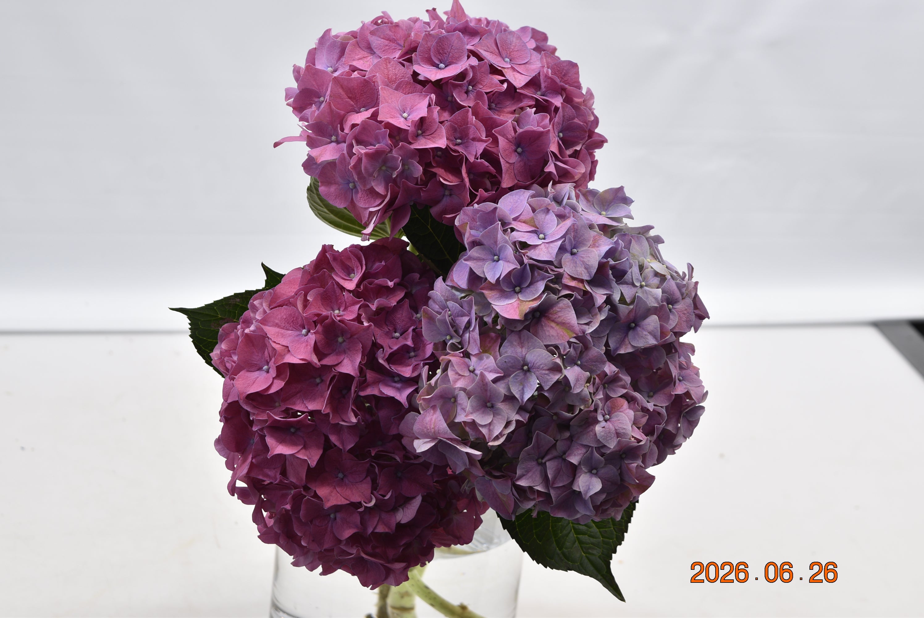 HYDRANGEA NOVELTY Large
