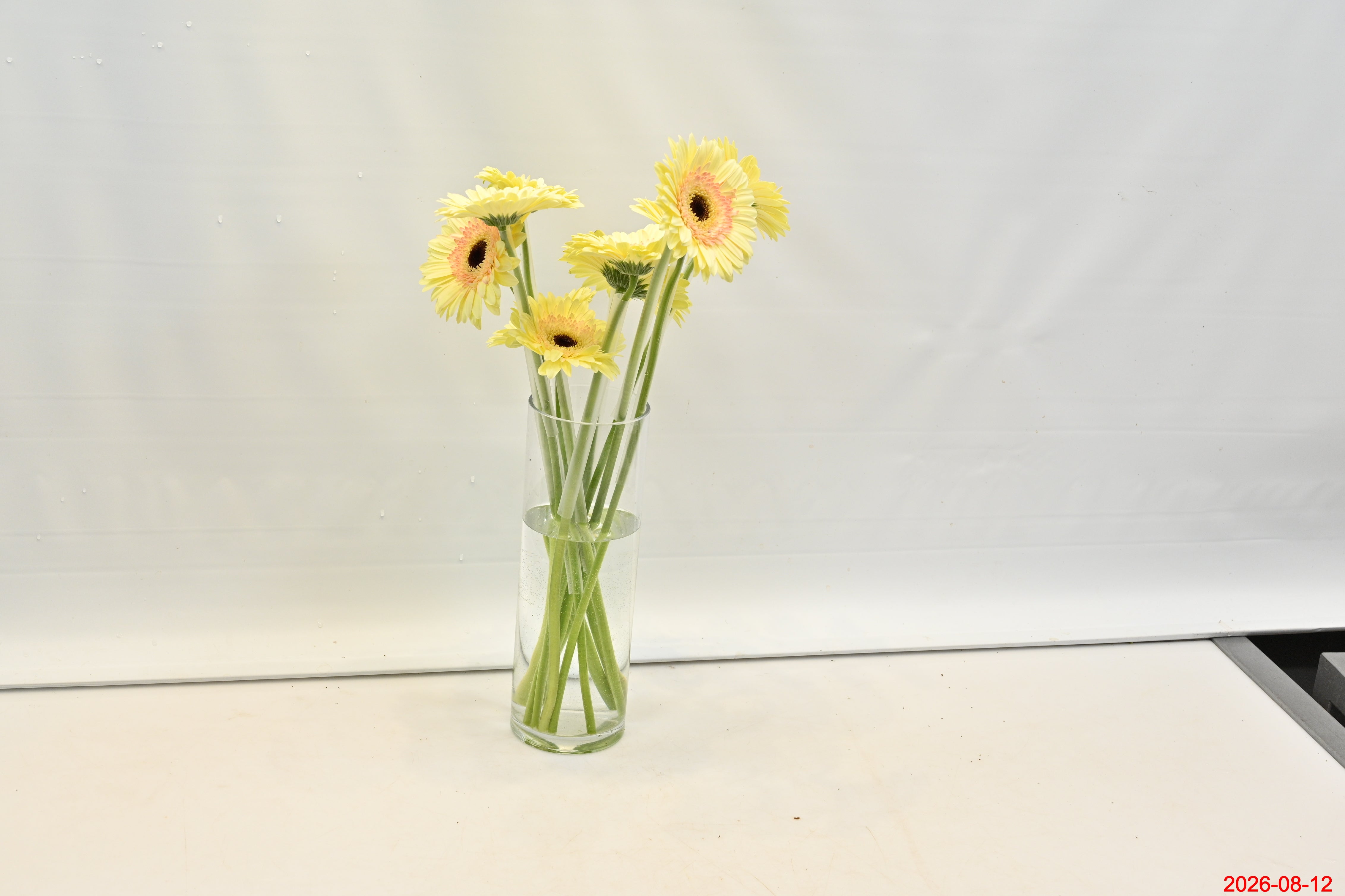 GERBERA CARTIZZE Large