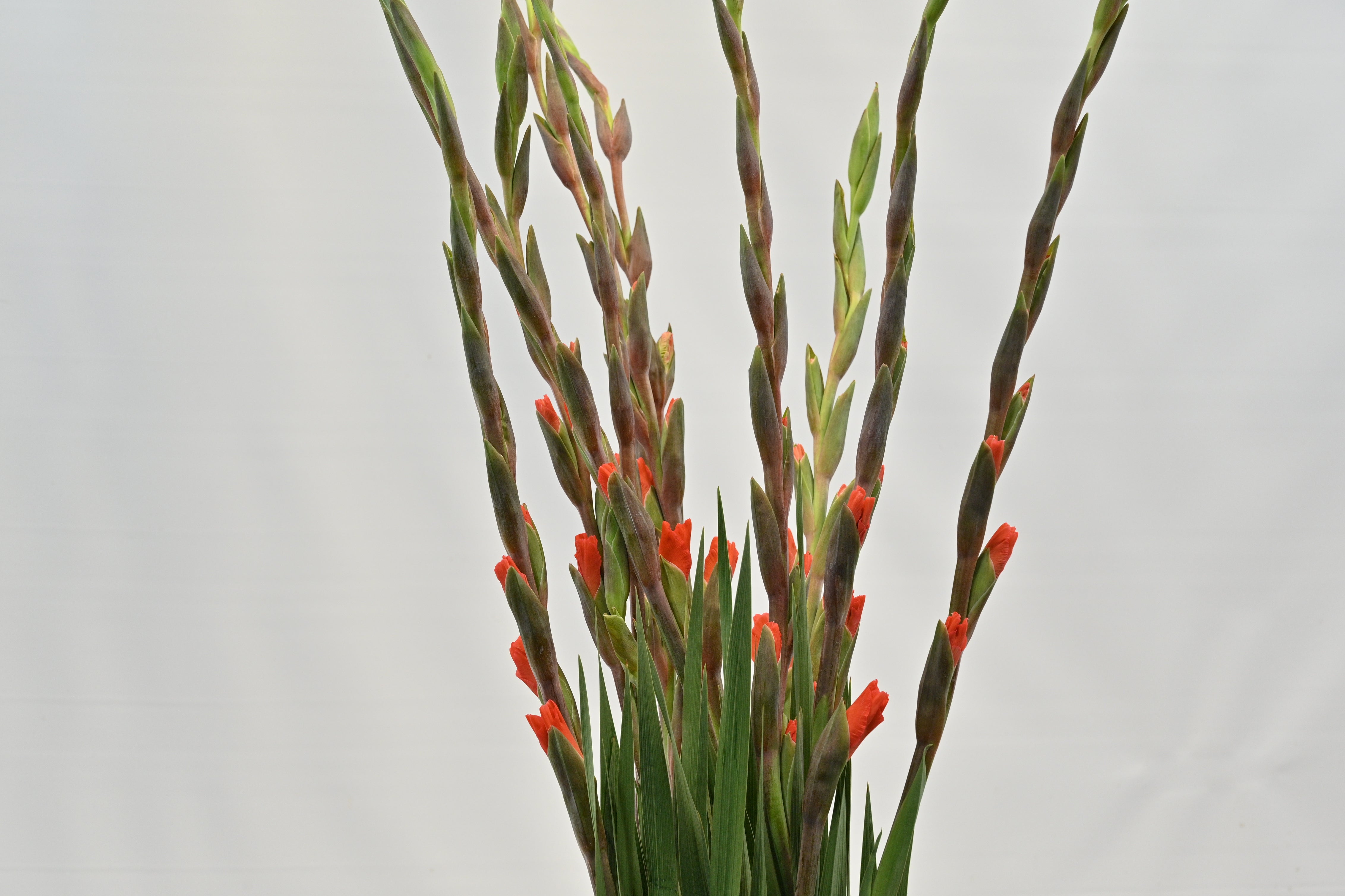 GLADIOLA ORANGE Large