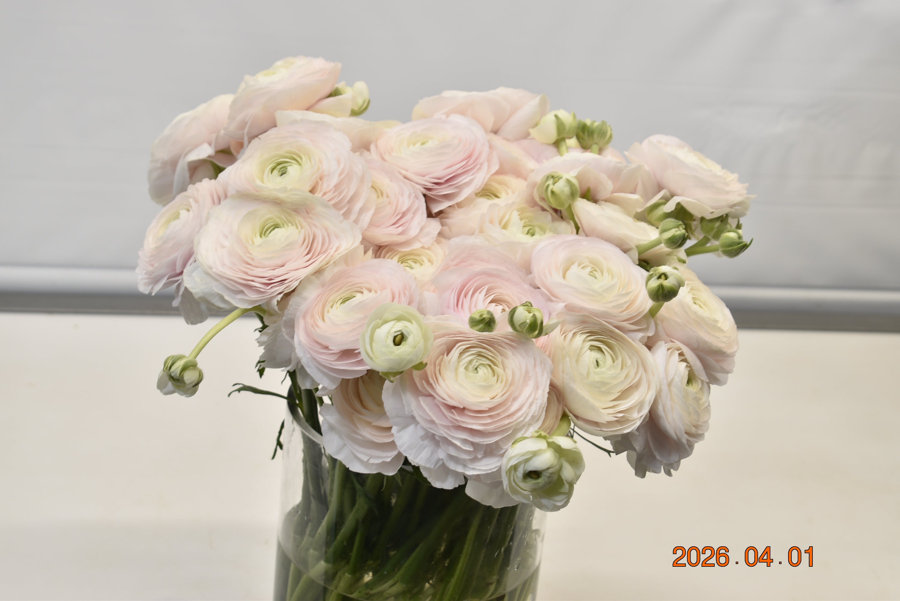 Ranunculus Light Pink Large