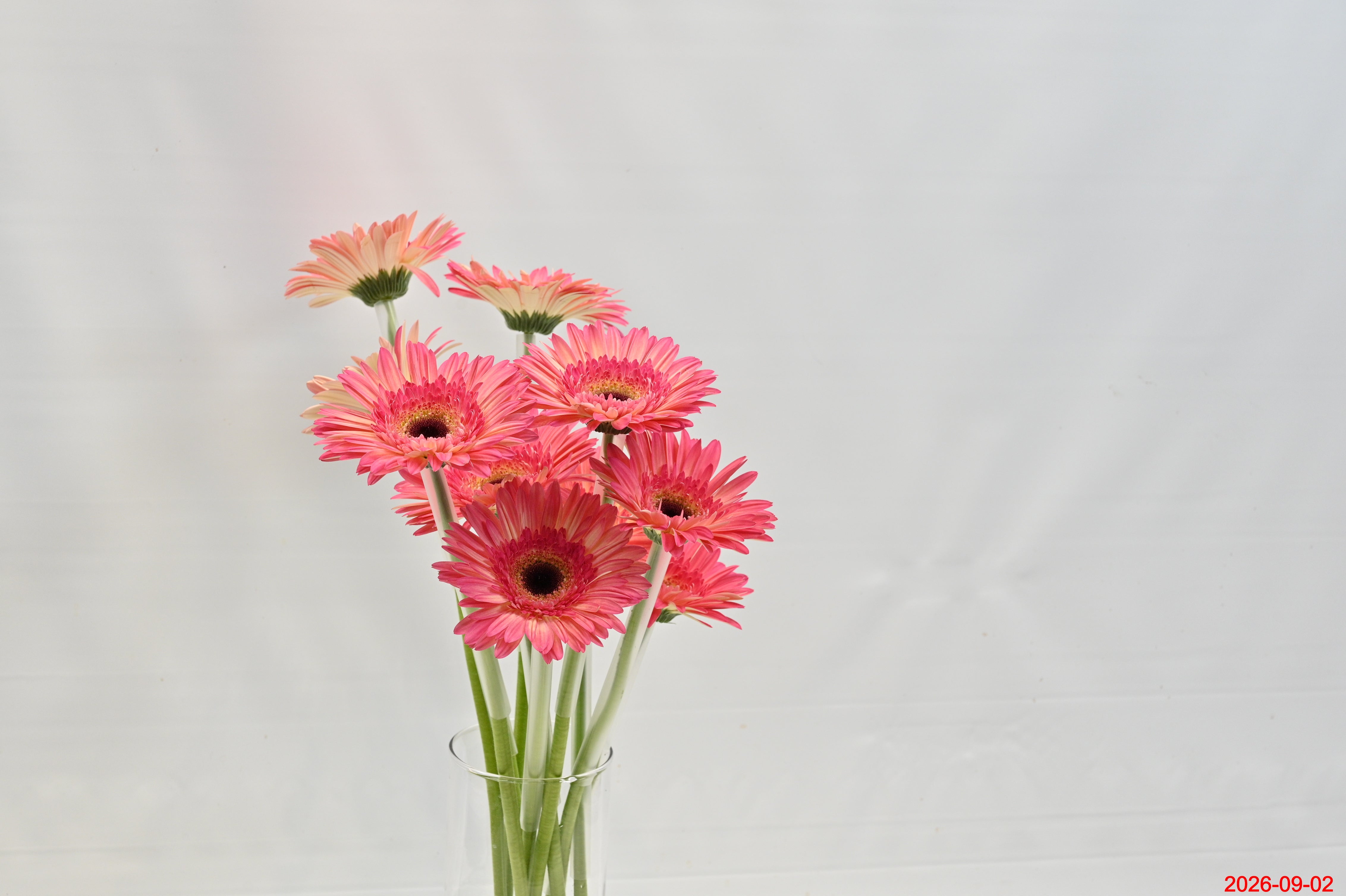GERBERA HIPPIE CHIC Large