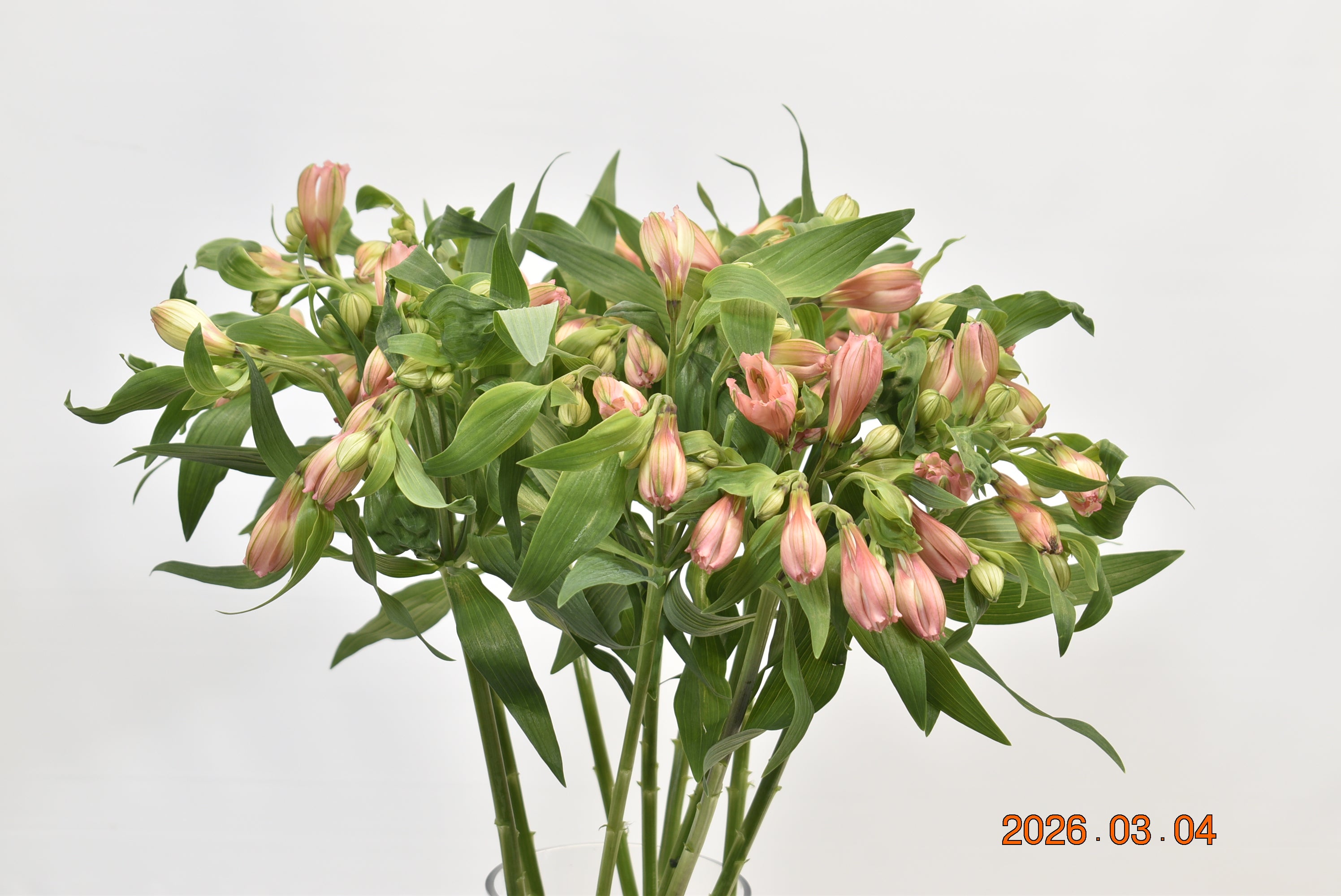 ALSTROEMERIA PRIMA DONNA Large