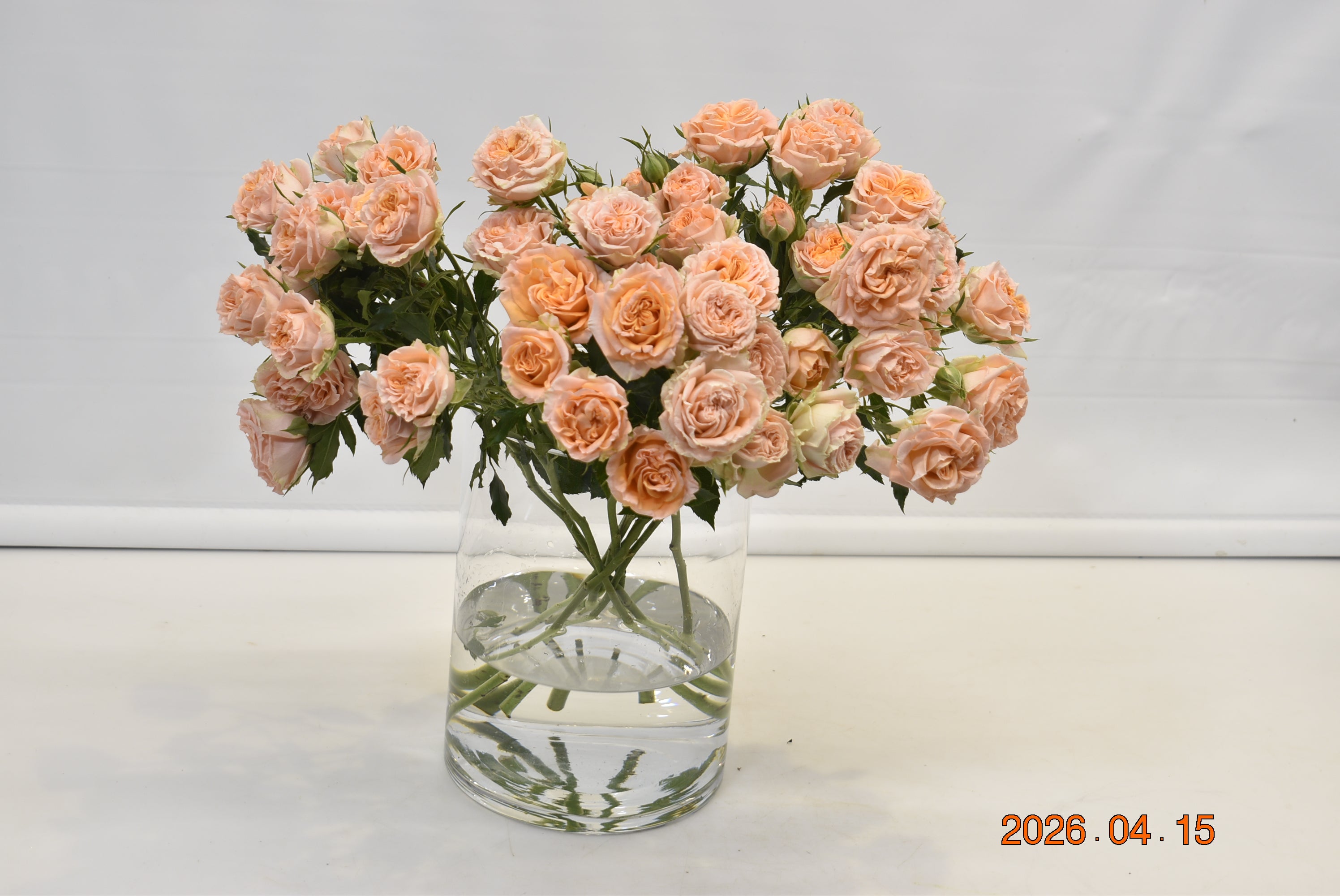 Rose Spray Fibonacci Aureus Large