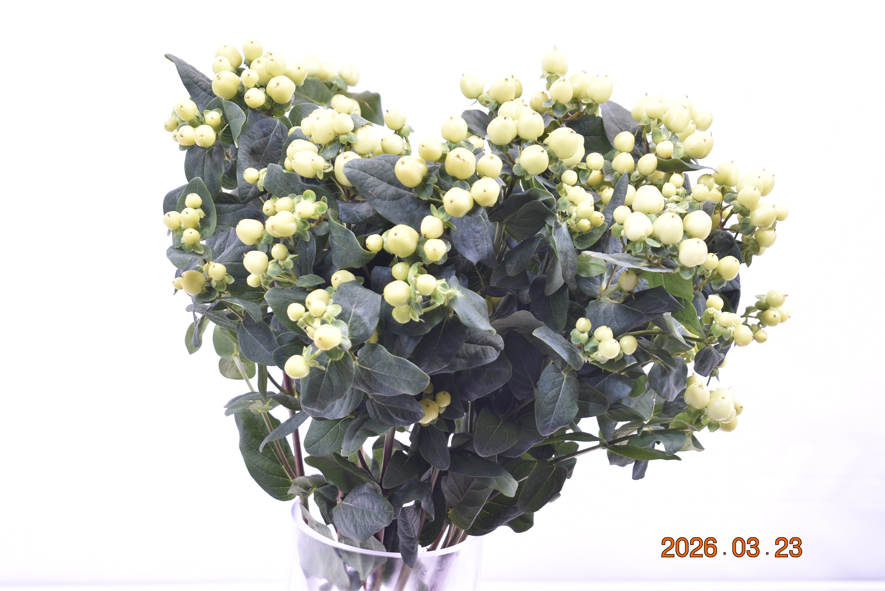 HYPERICUM SMILEY ROMANCE Large