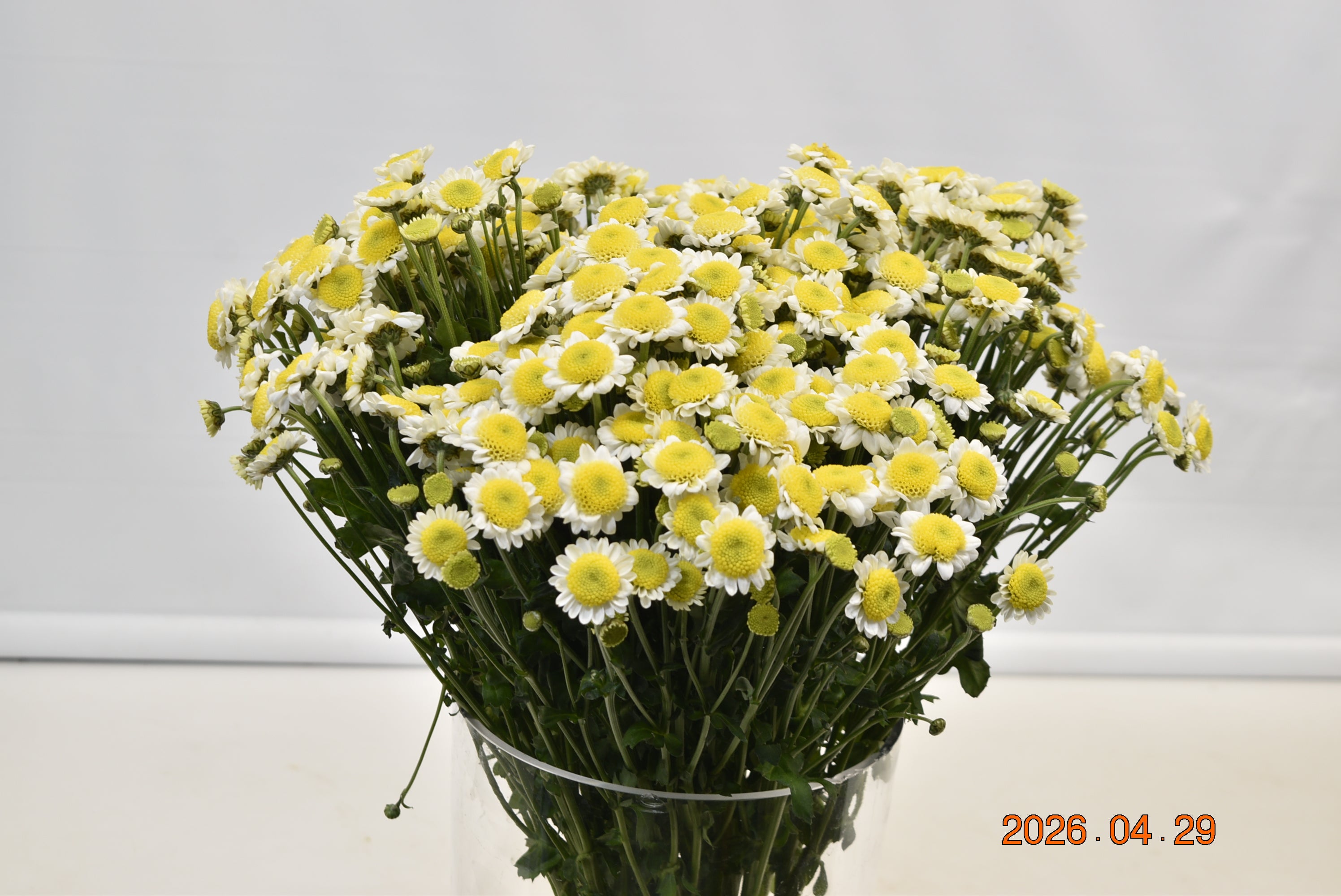 Chrysanthemum Santini Sun Up Large