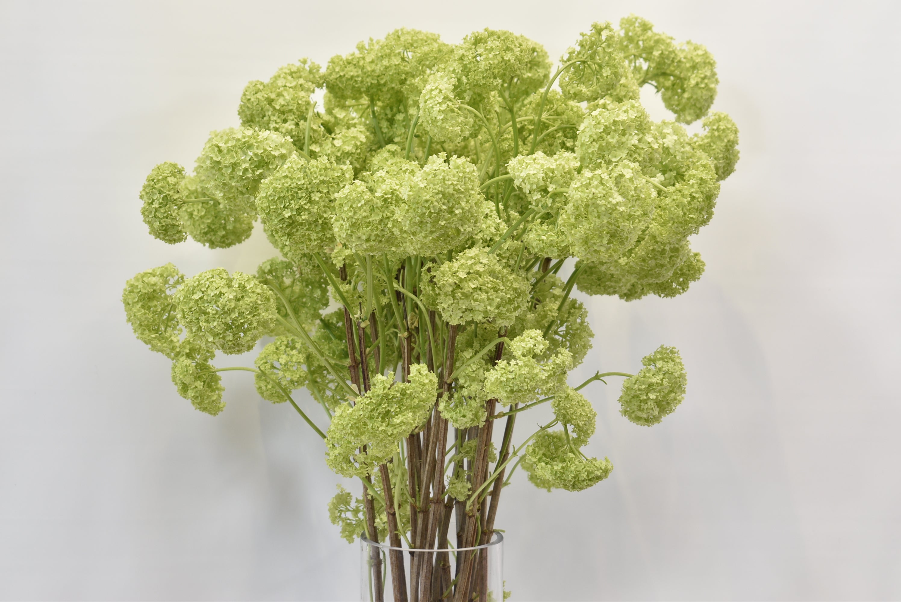 VIBURNUM LONG Large
