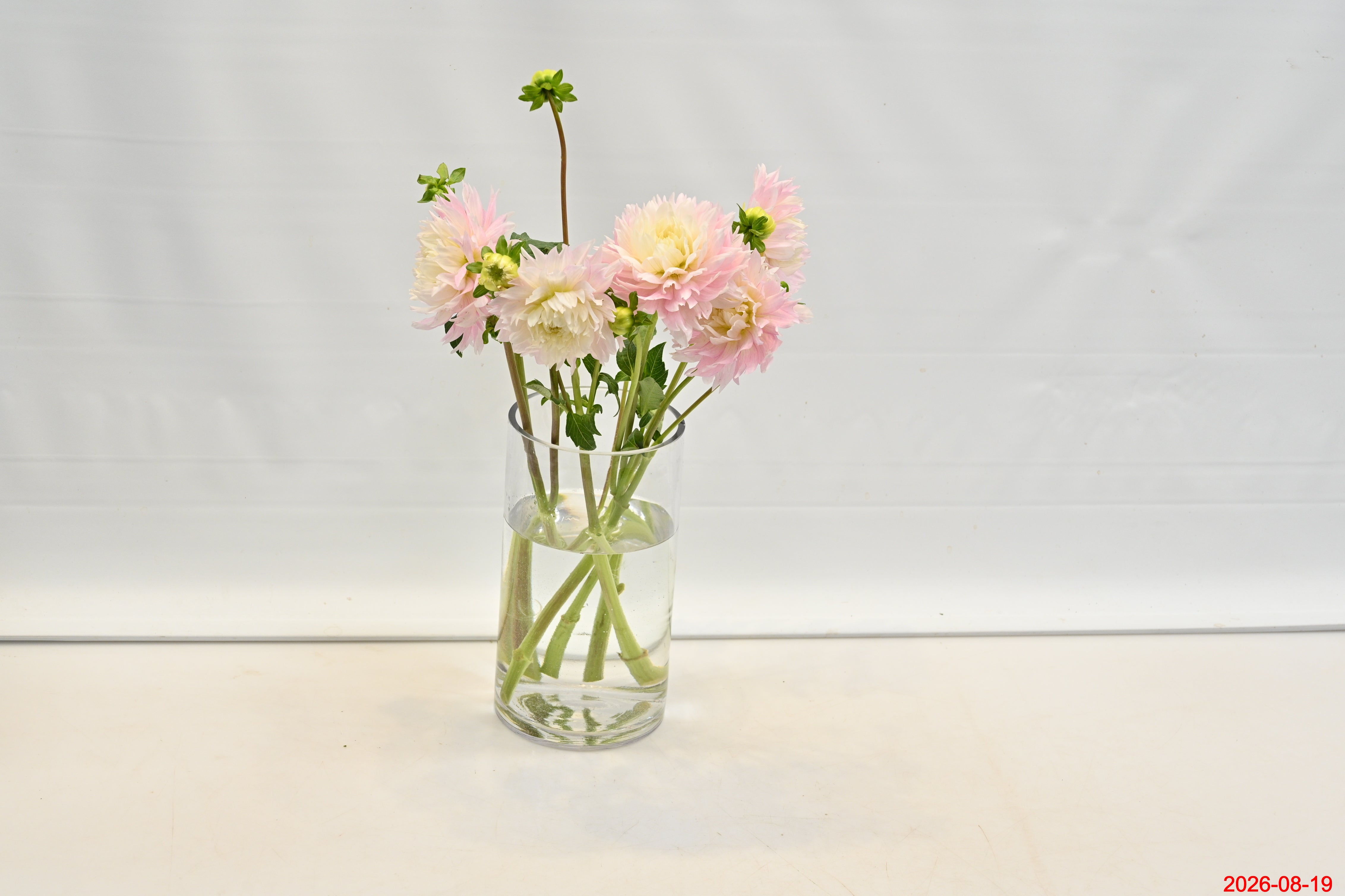 DAHLIA PINK Large