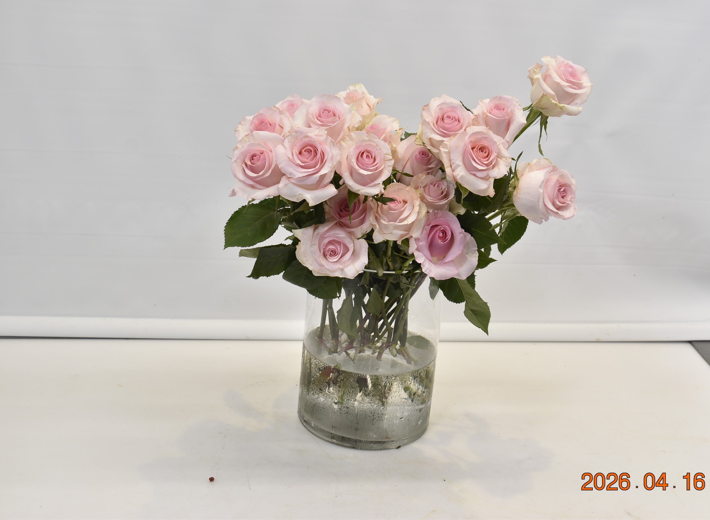 ROSE NENA Large