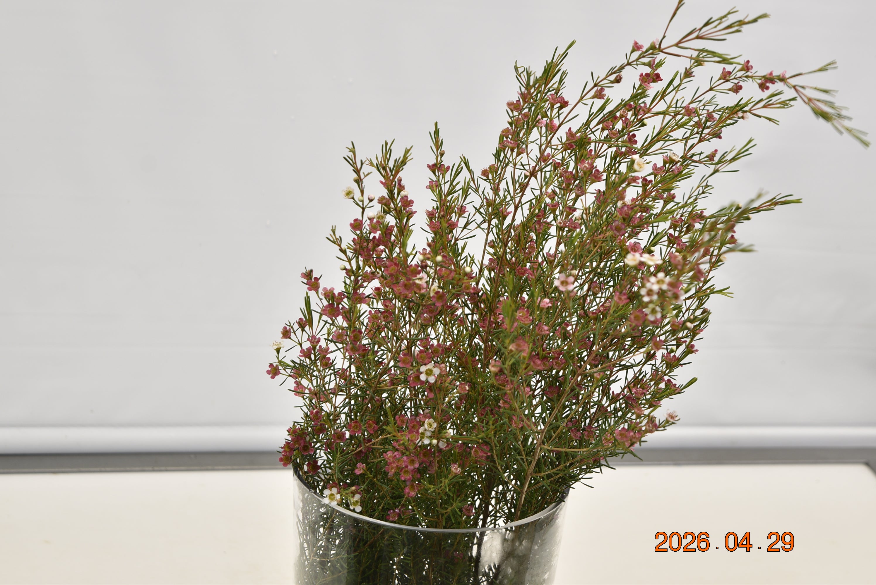 WAXFLOWER PINK 500g Large