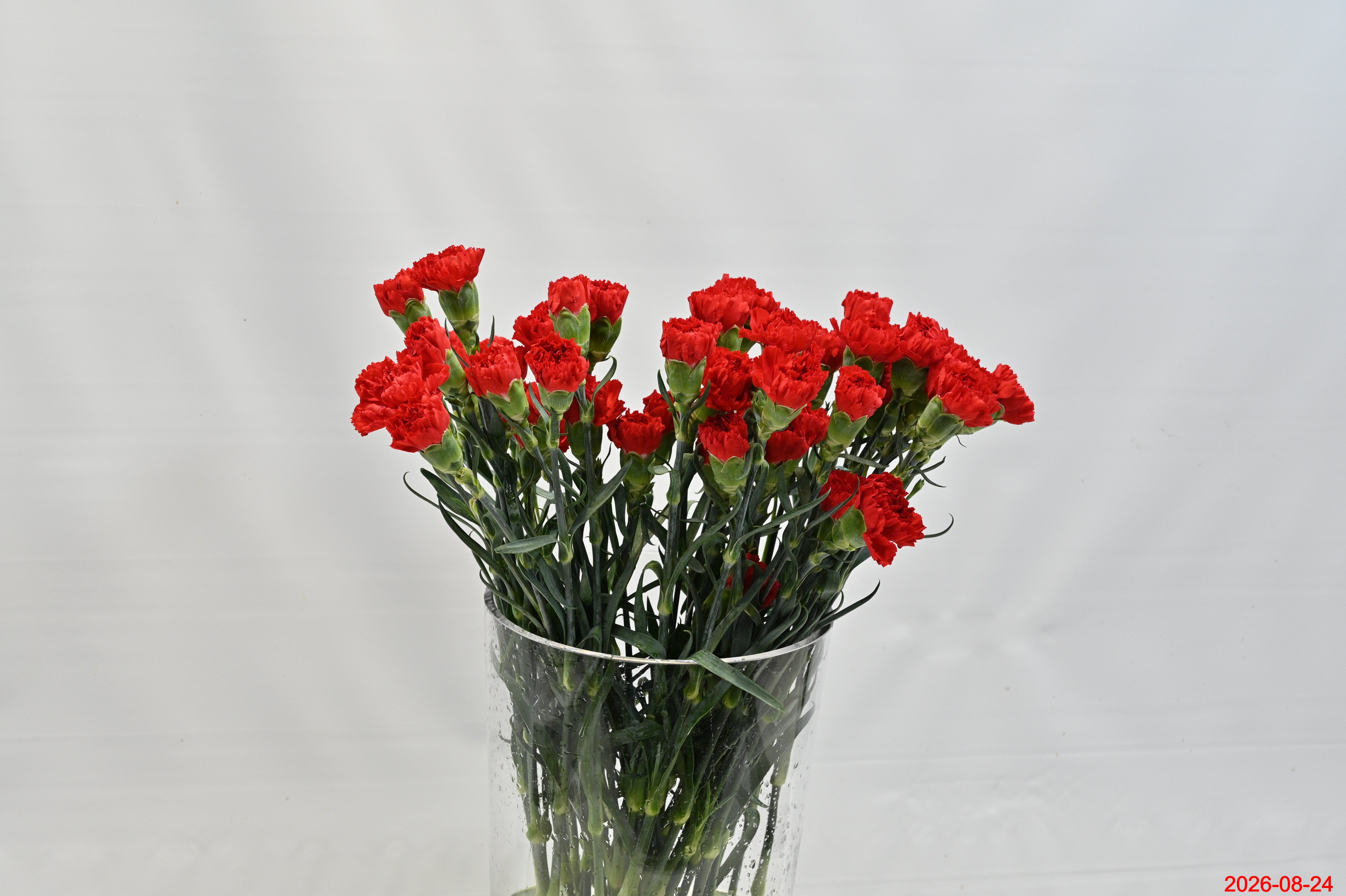 CARNATION RED Large