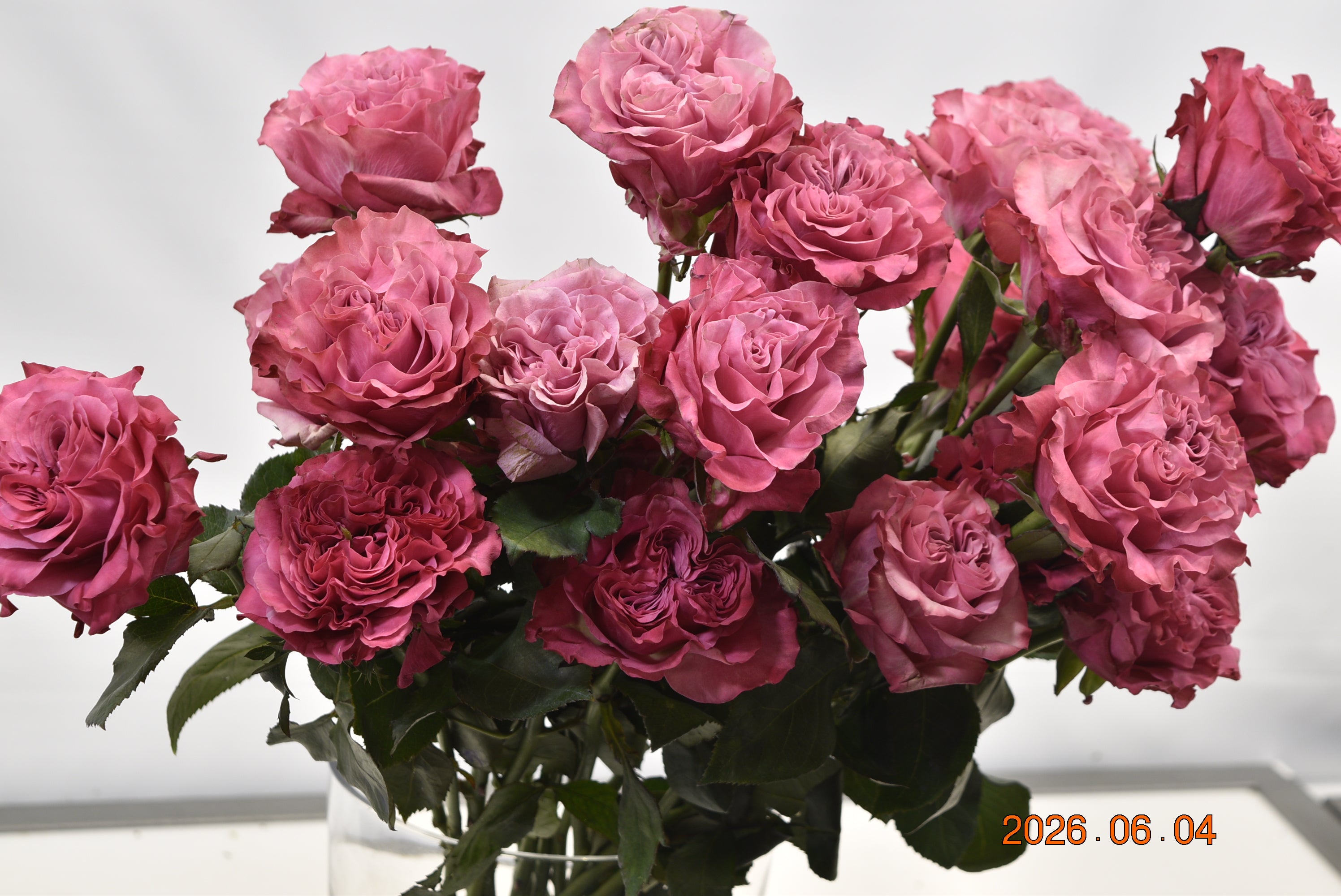 Rose Garden Country Blues Large