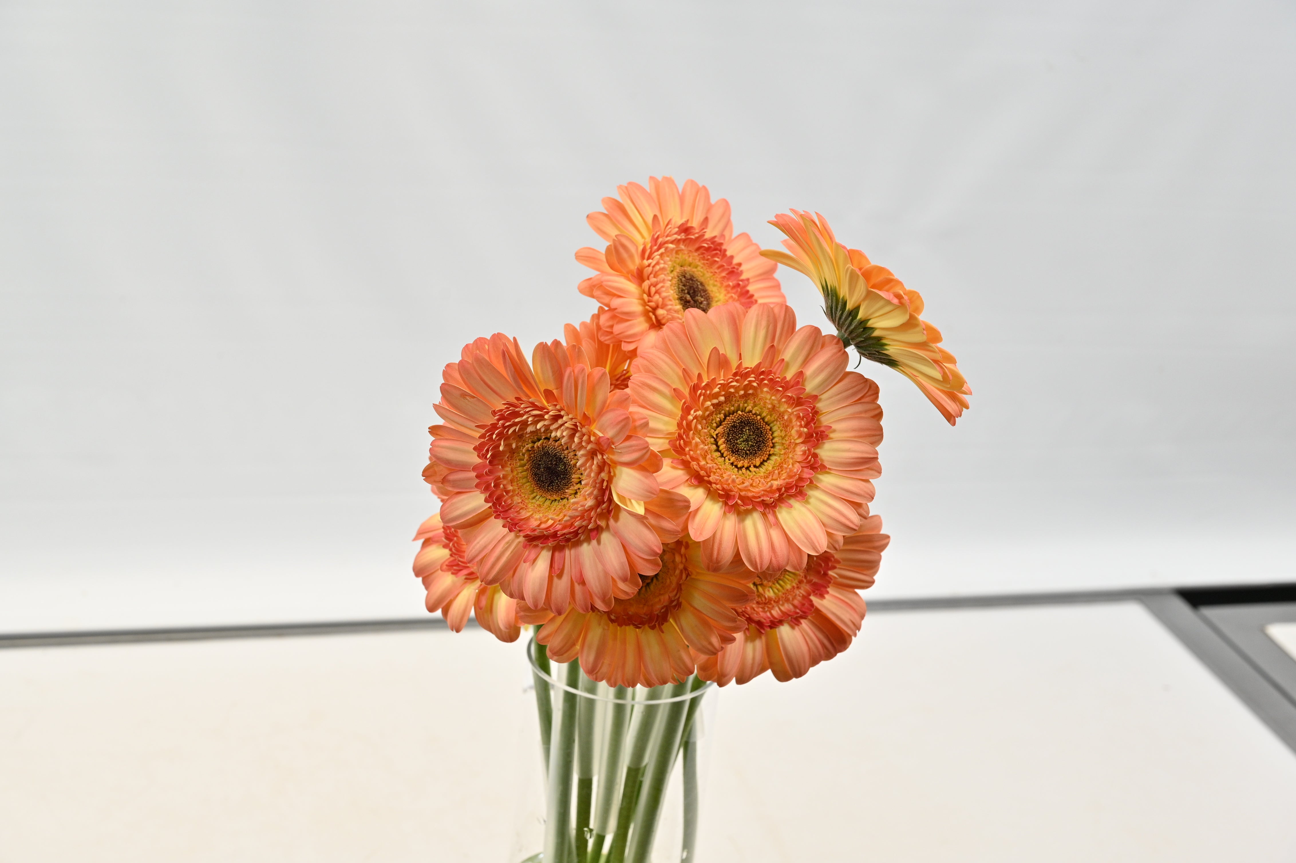 GERBERA DINO Large