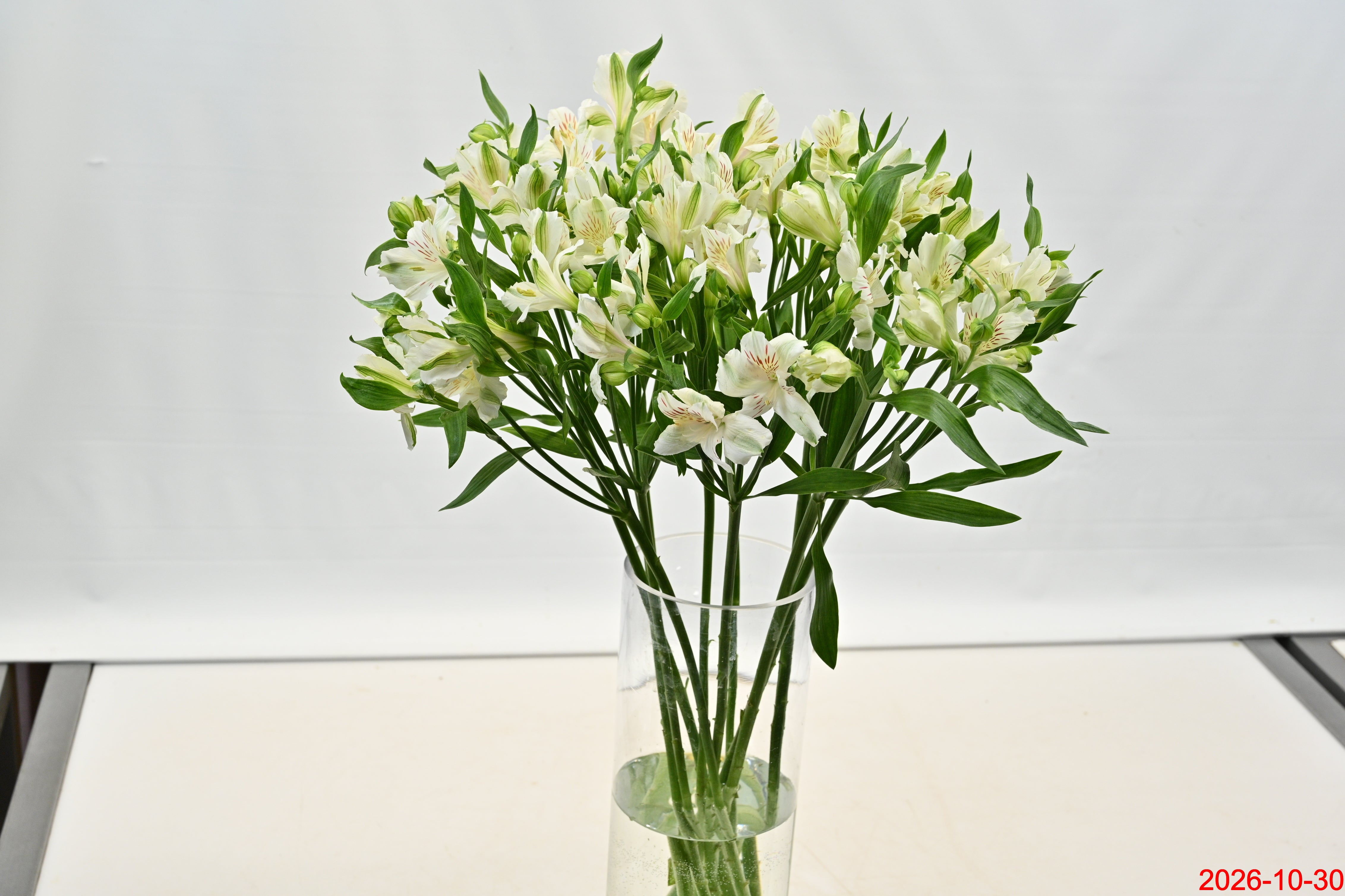 ALSTROEMERIA WHITE Large