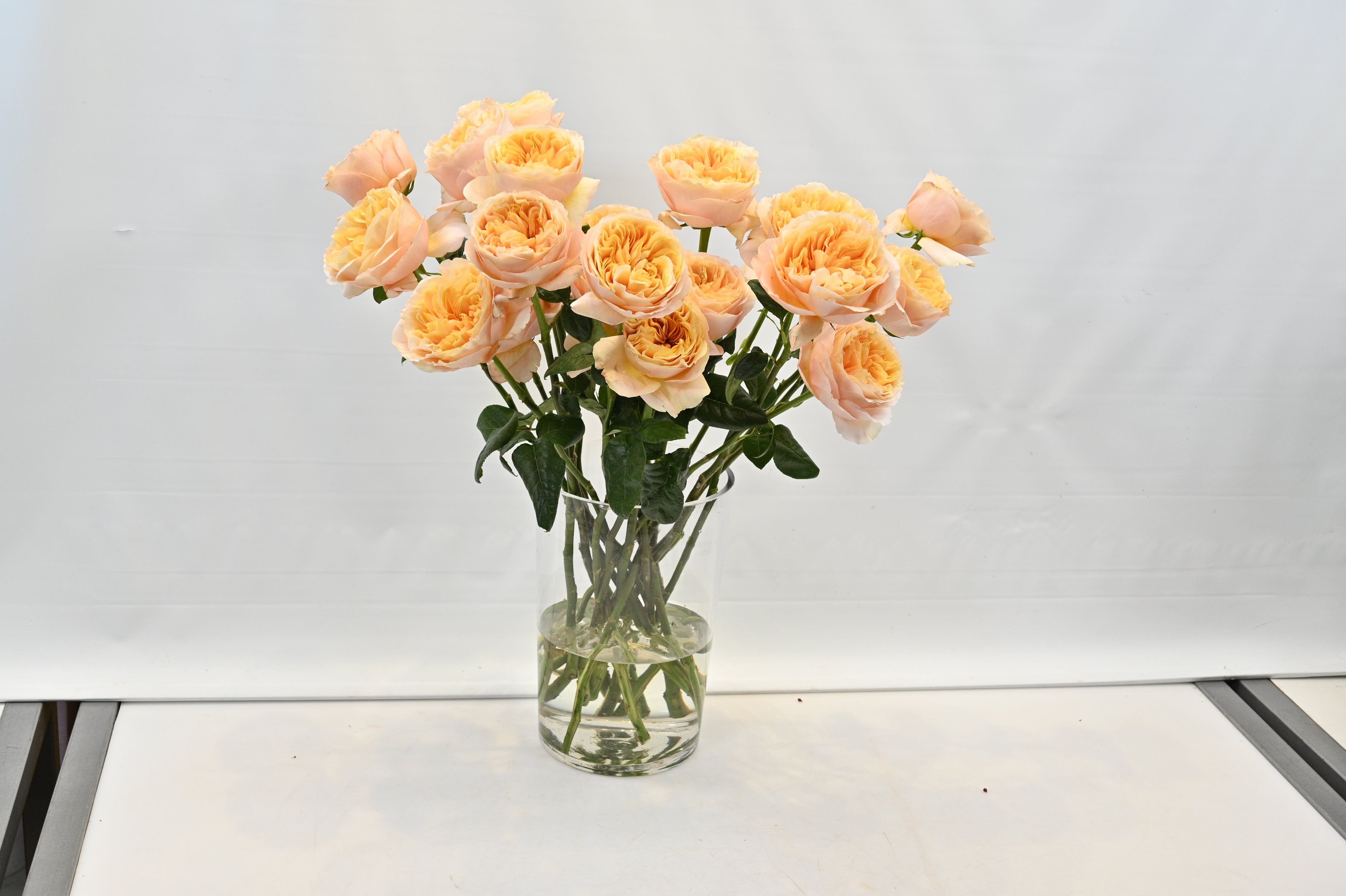 Rose Juicy Xpression Large