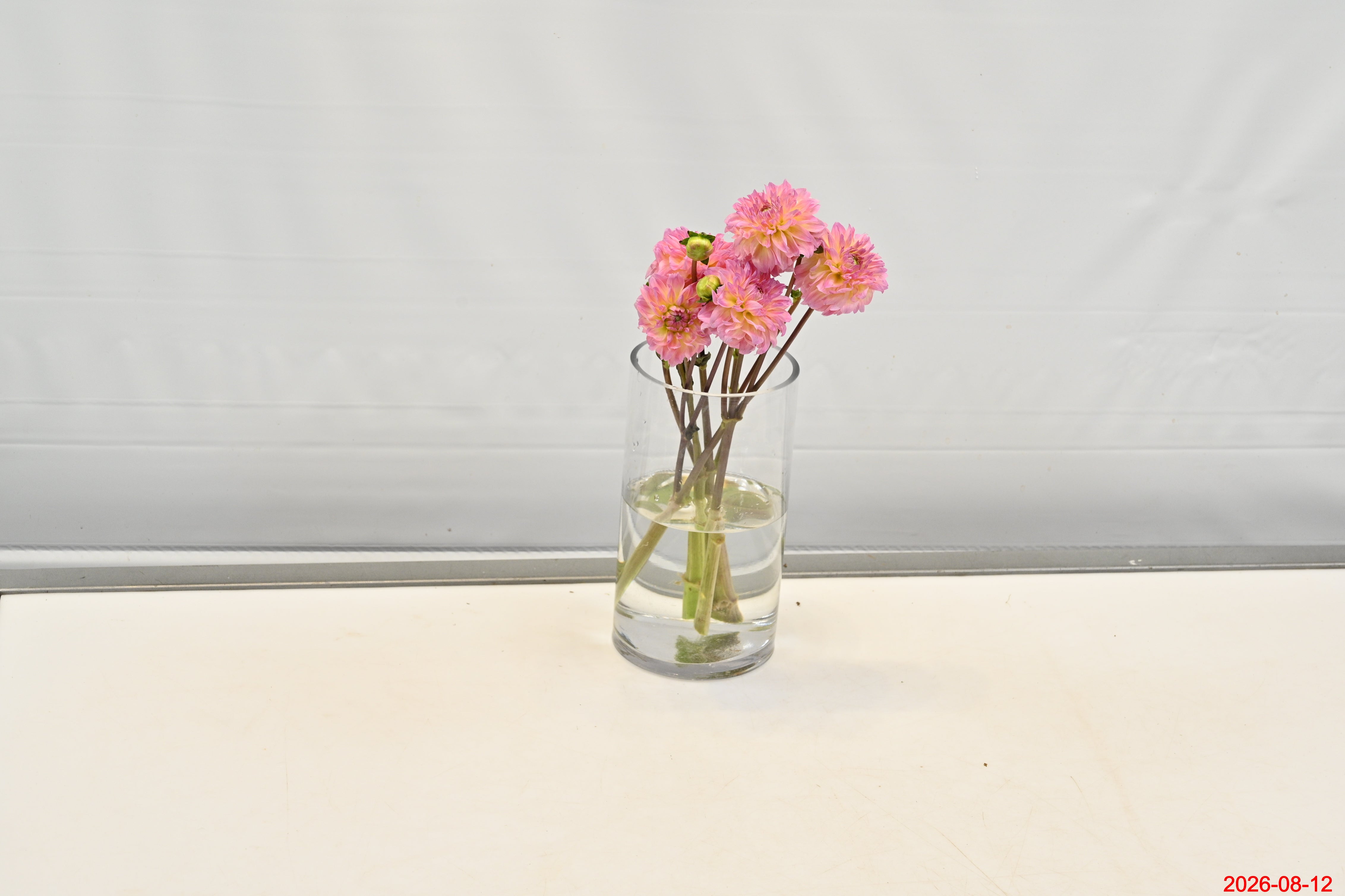 DAHLIA PEACH Large