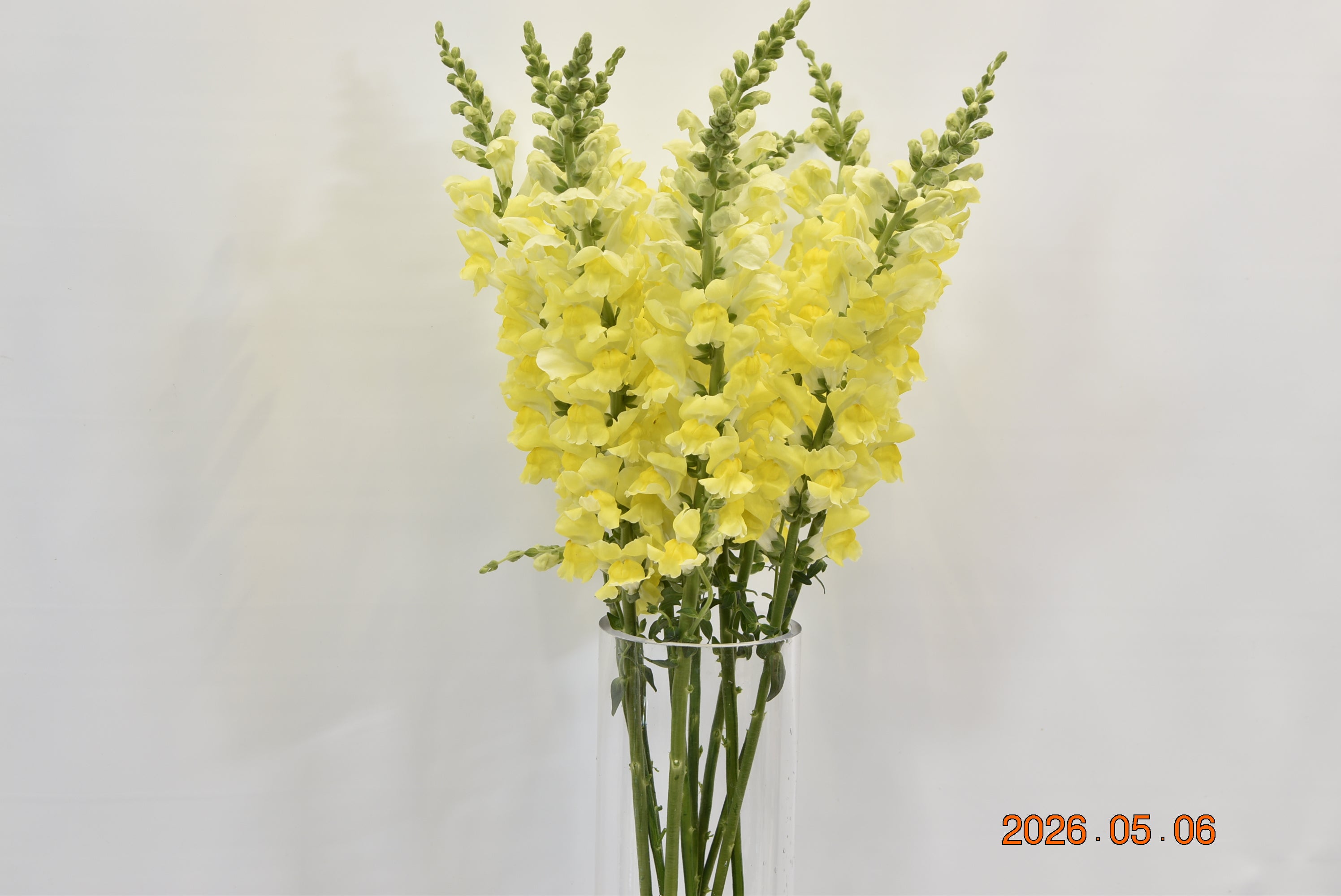 SNAPDRAGON YELLOW LONG Large