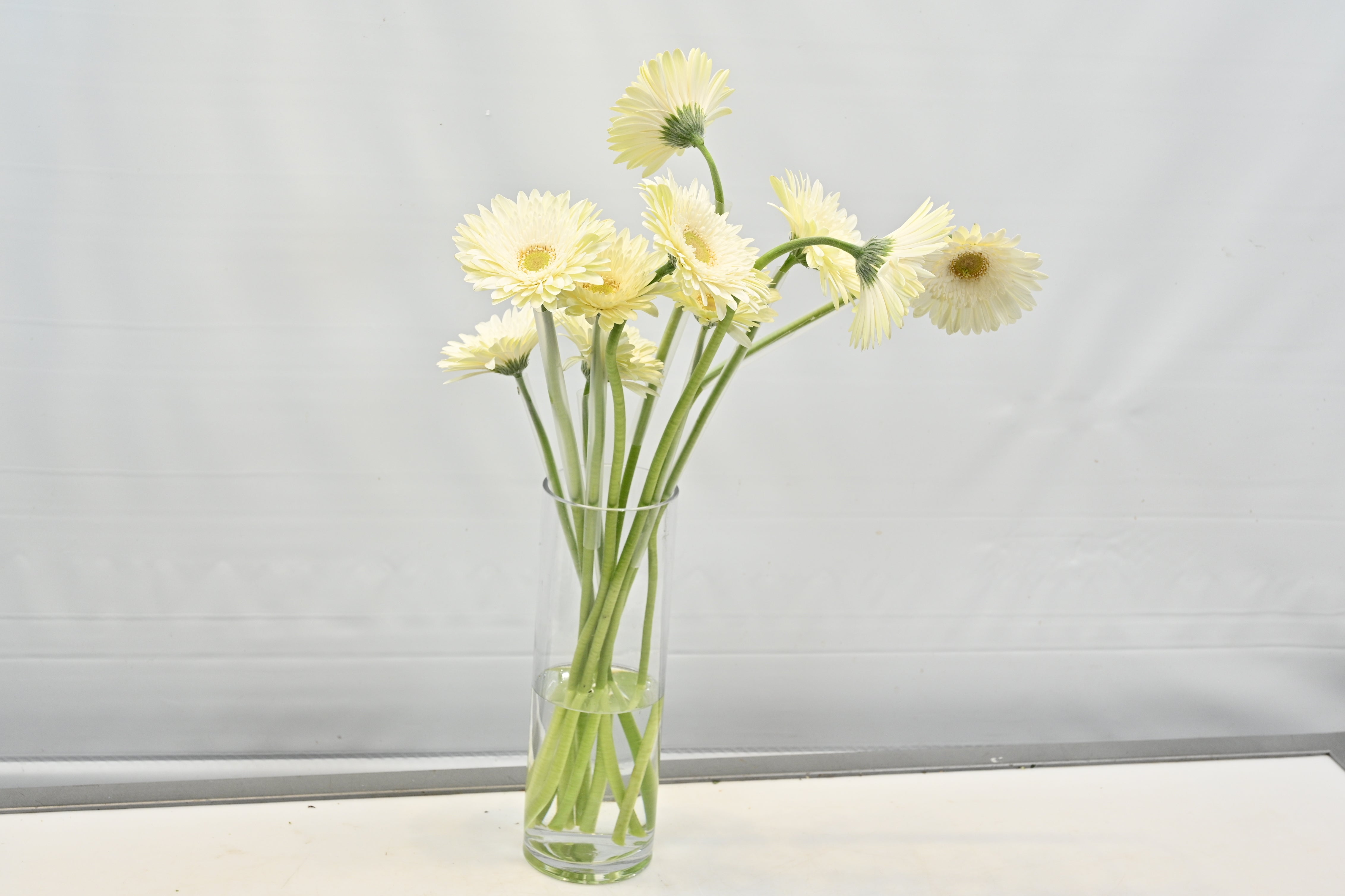 Gerbera Fahrenheit Large