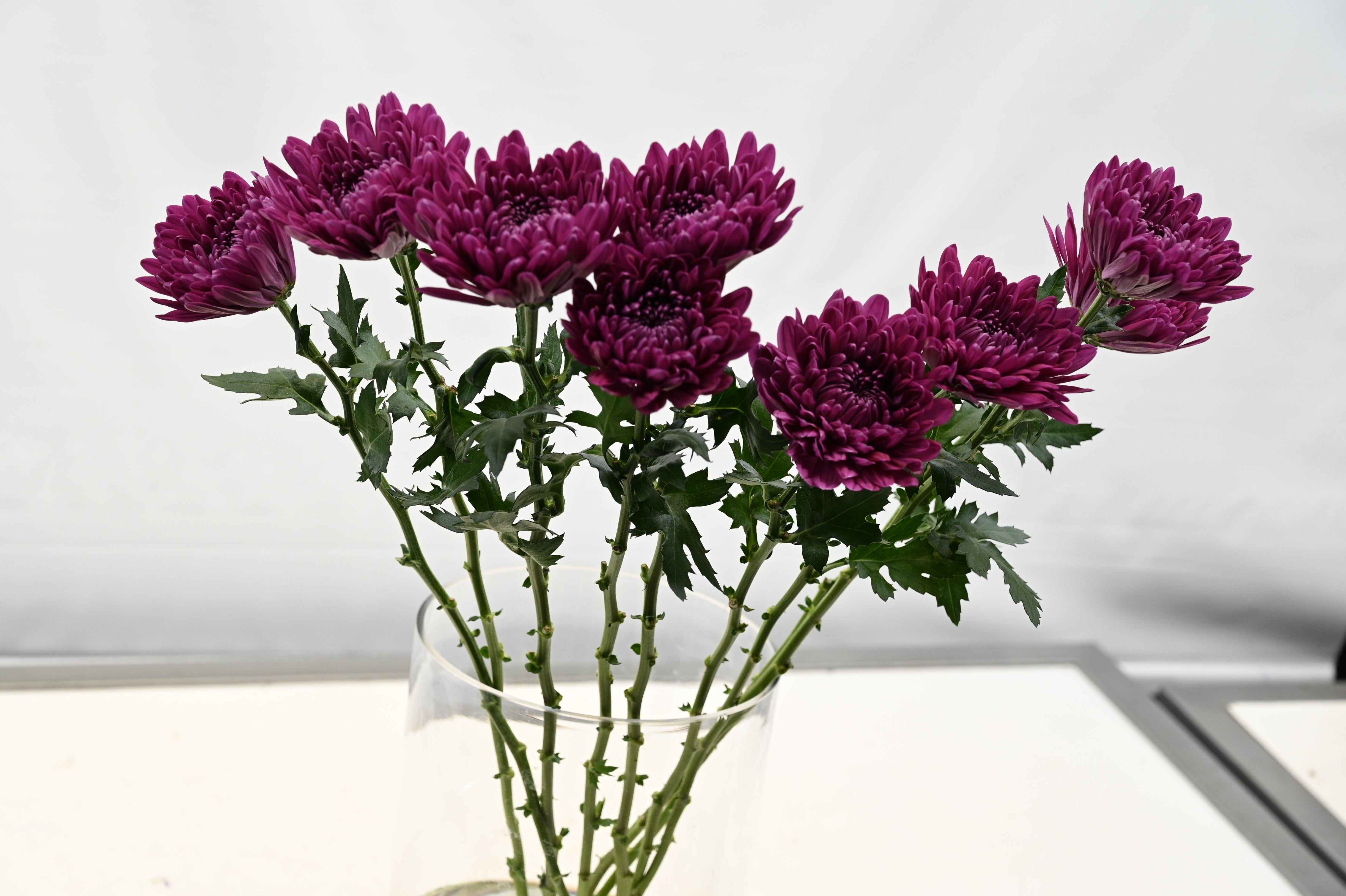 CREMONE PURPLE ANDREA Large