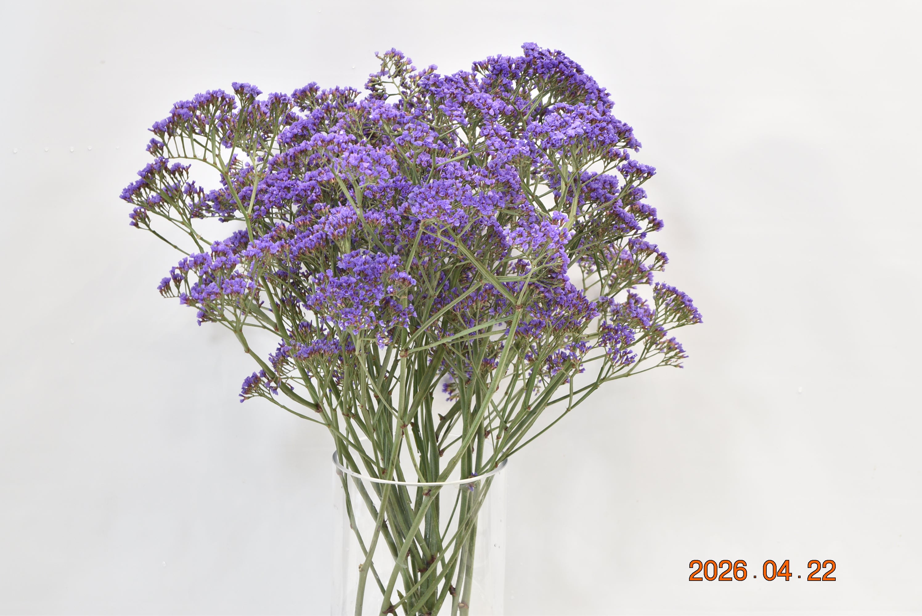 Statice Echante 500g Large