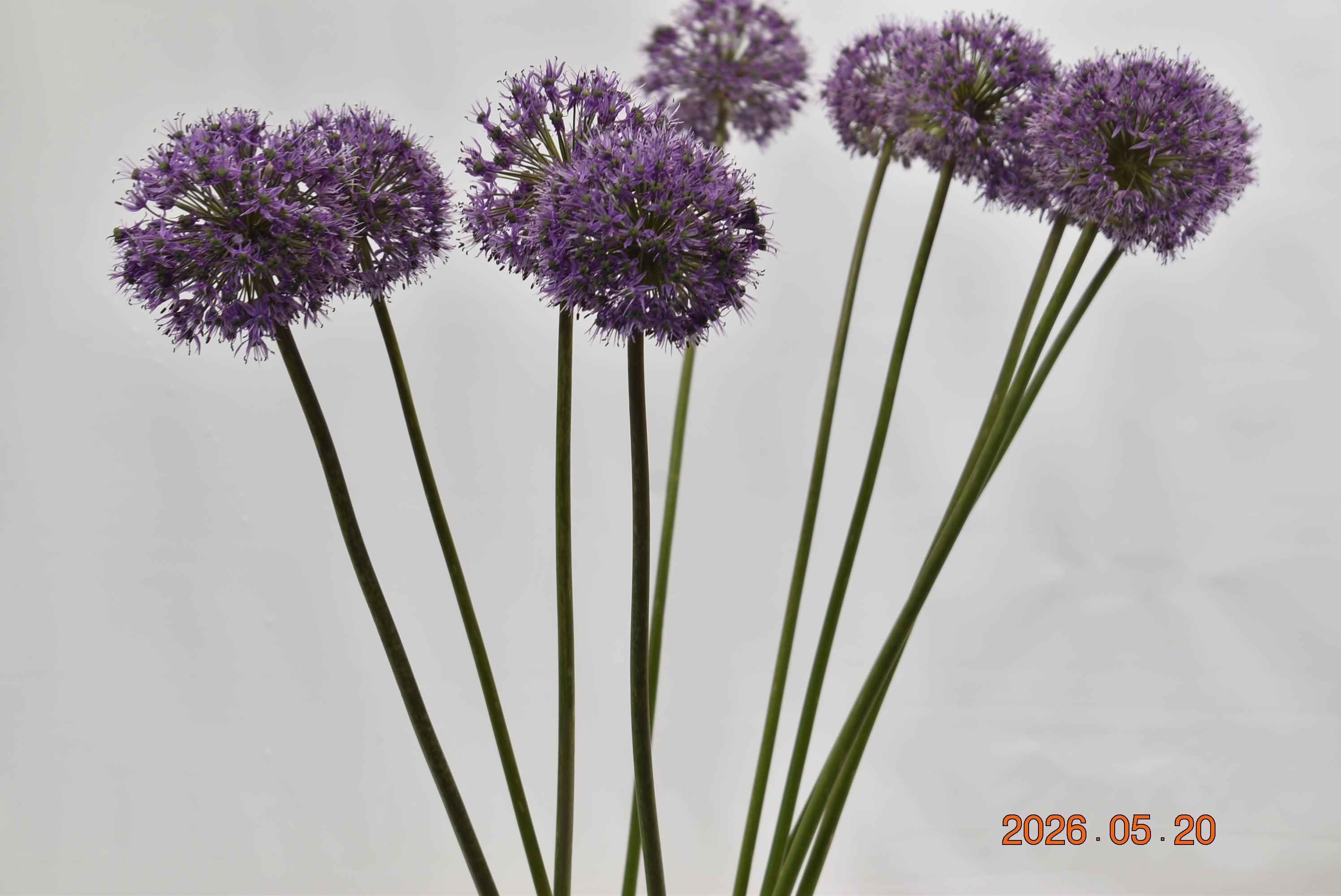 ALLIUM GLADIATOR Large