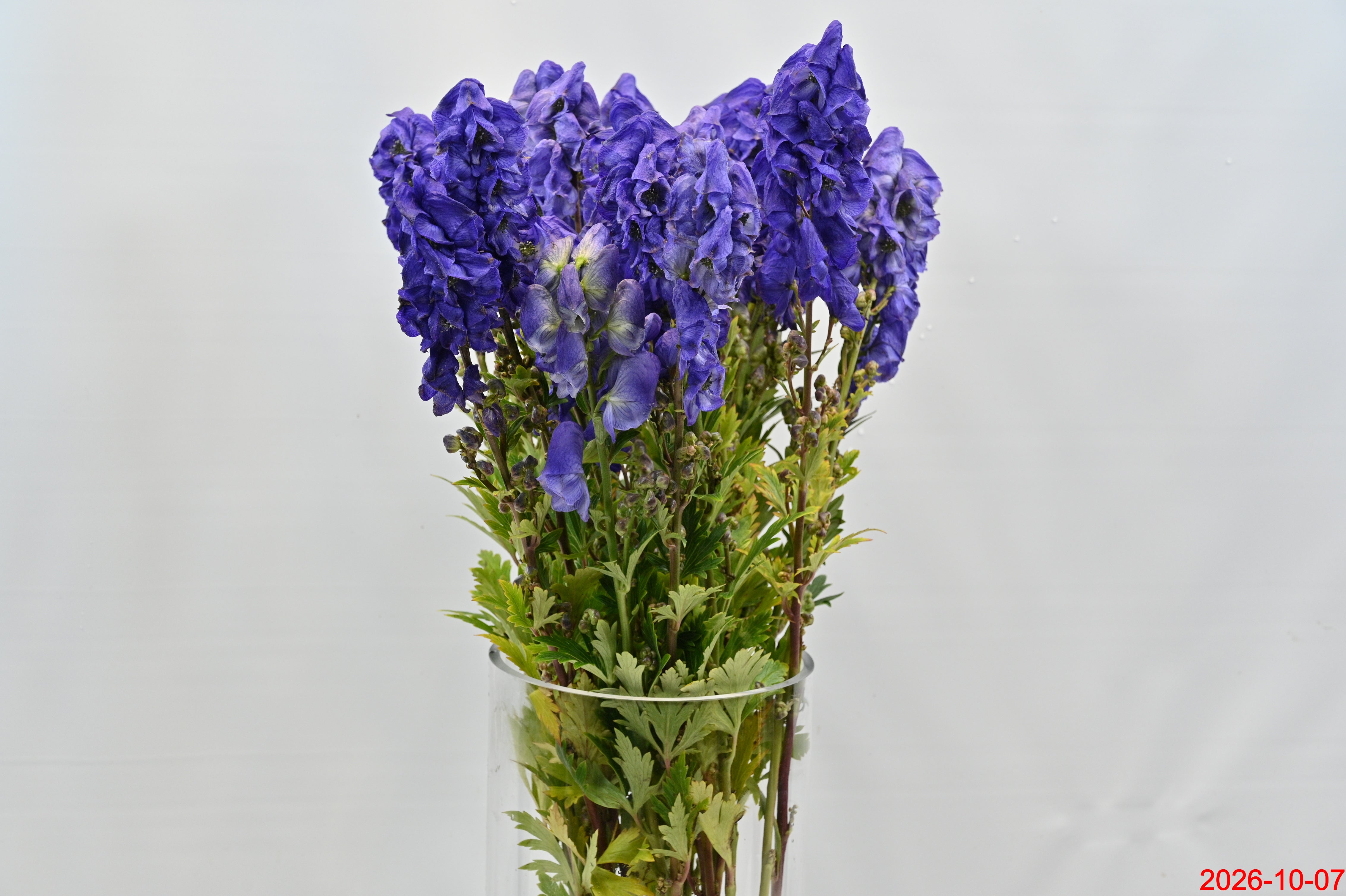 MONKSHOOD Large