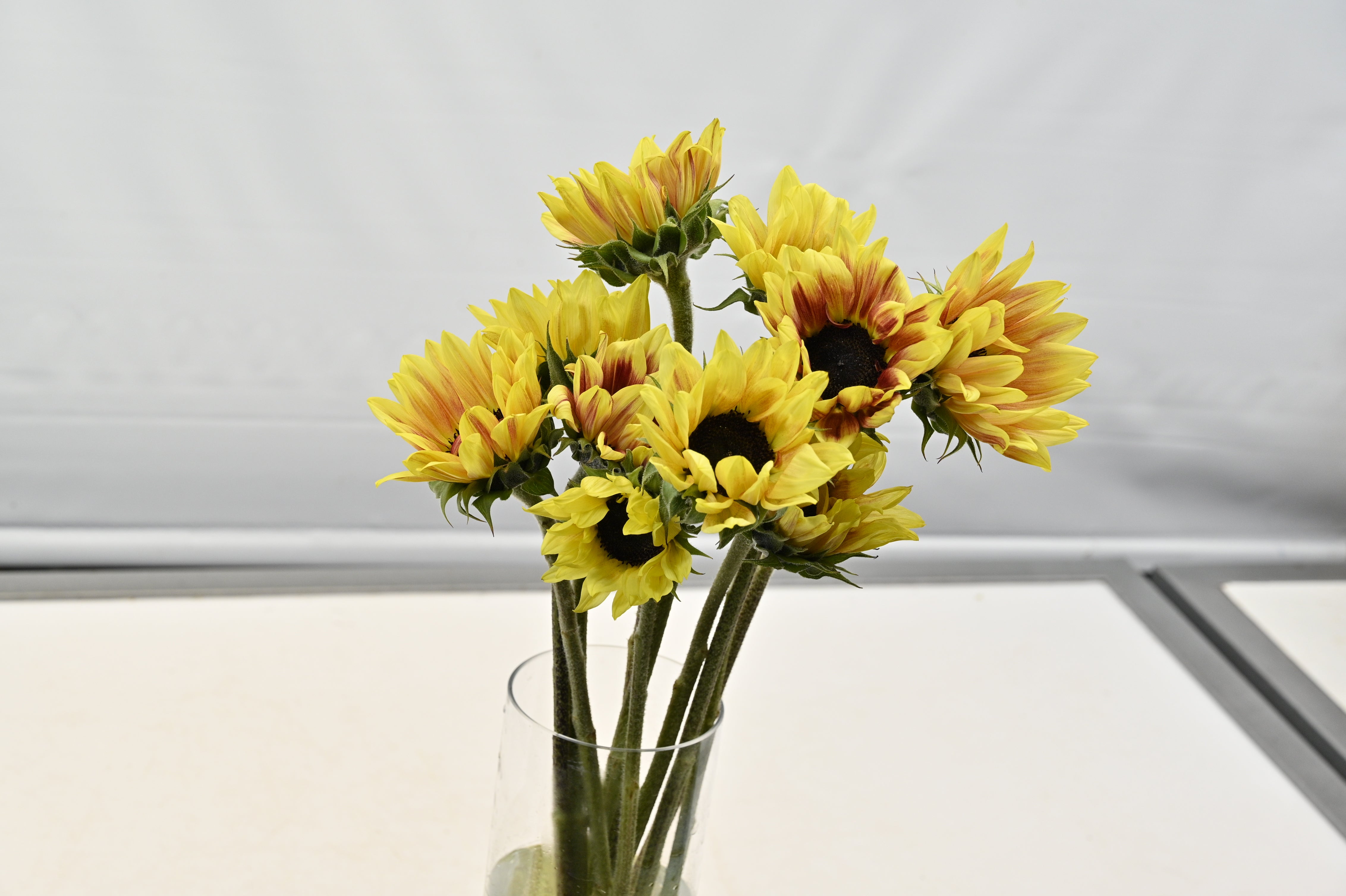 Sunflower Novelty Large
