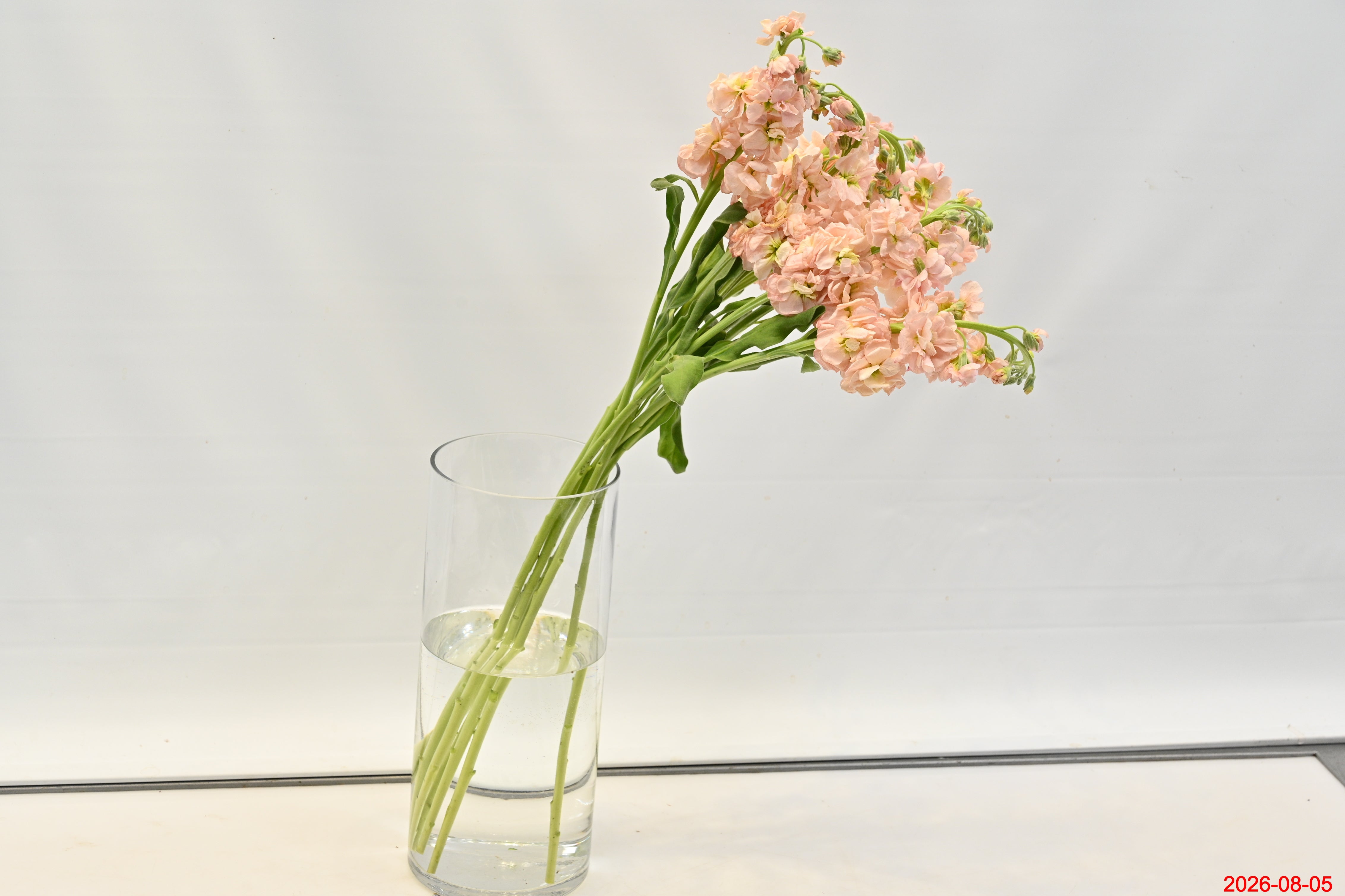 STOCK PEACH Large
