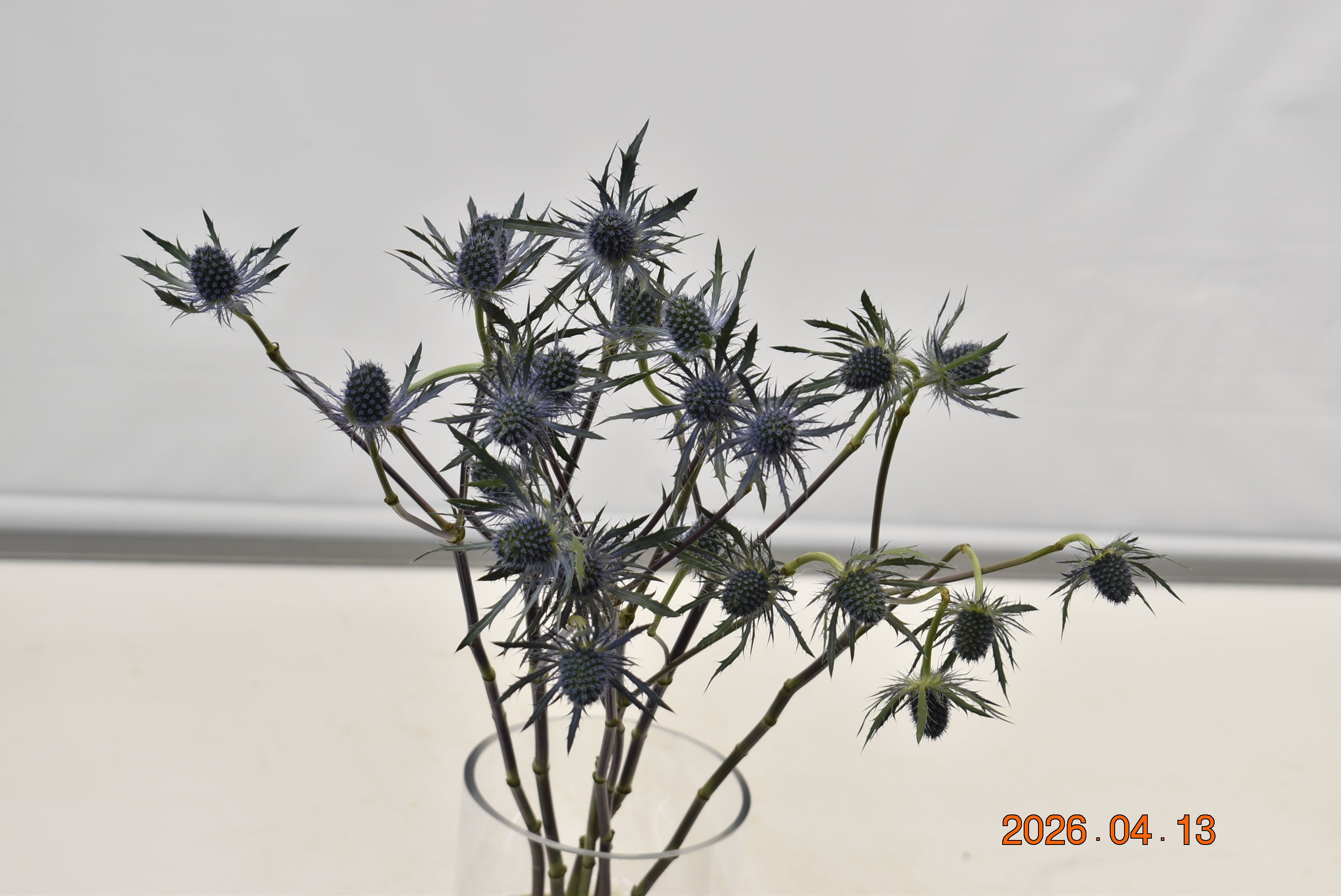 ERYNGIUM TINKER BELL Large