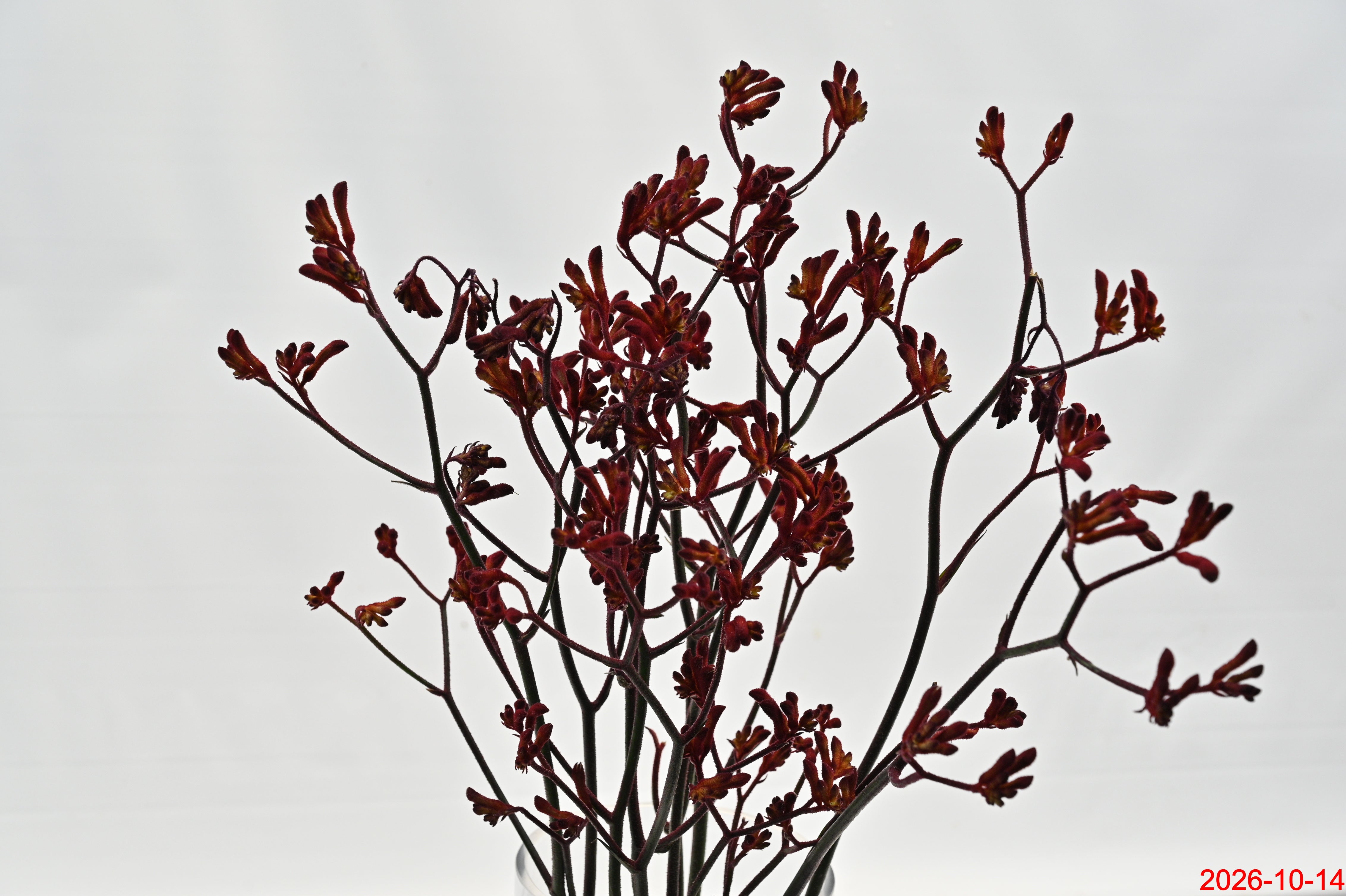 KANGAROO PAW BURGUNDY Large