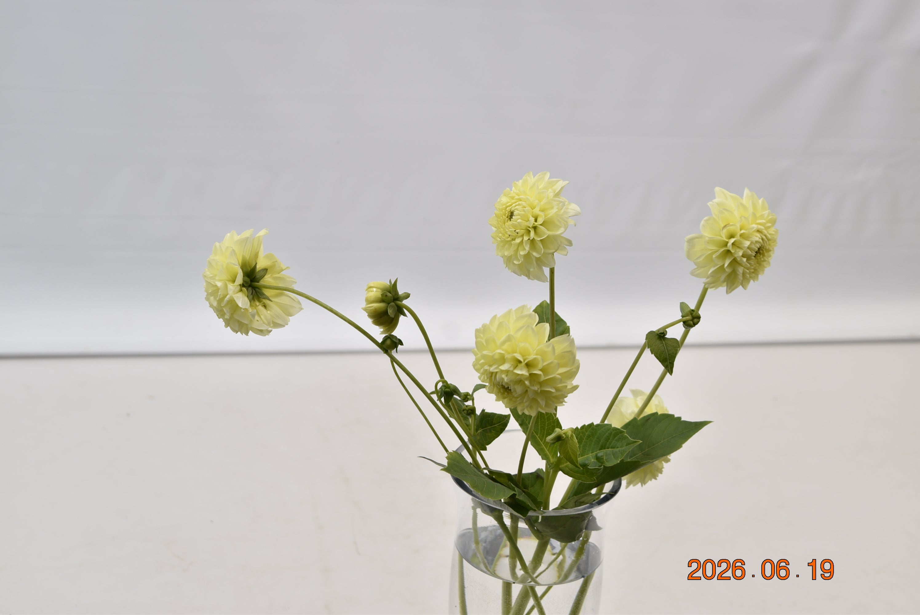 Dahlia Banana Baby Large
