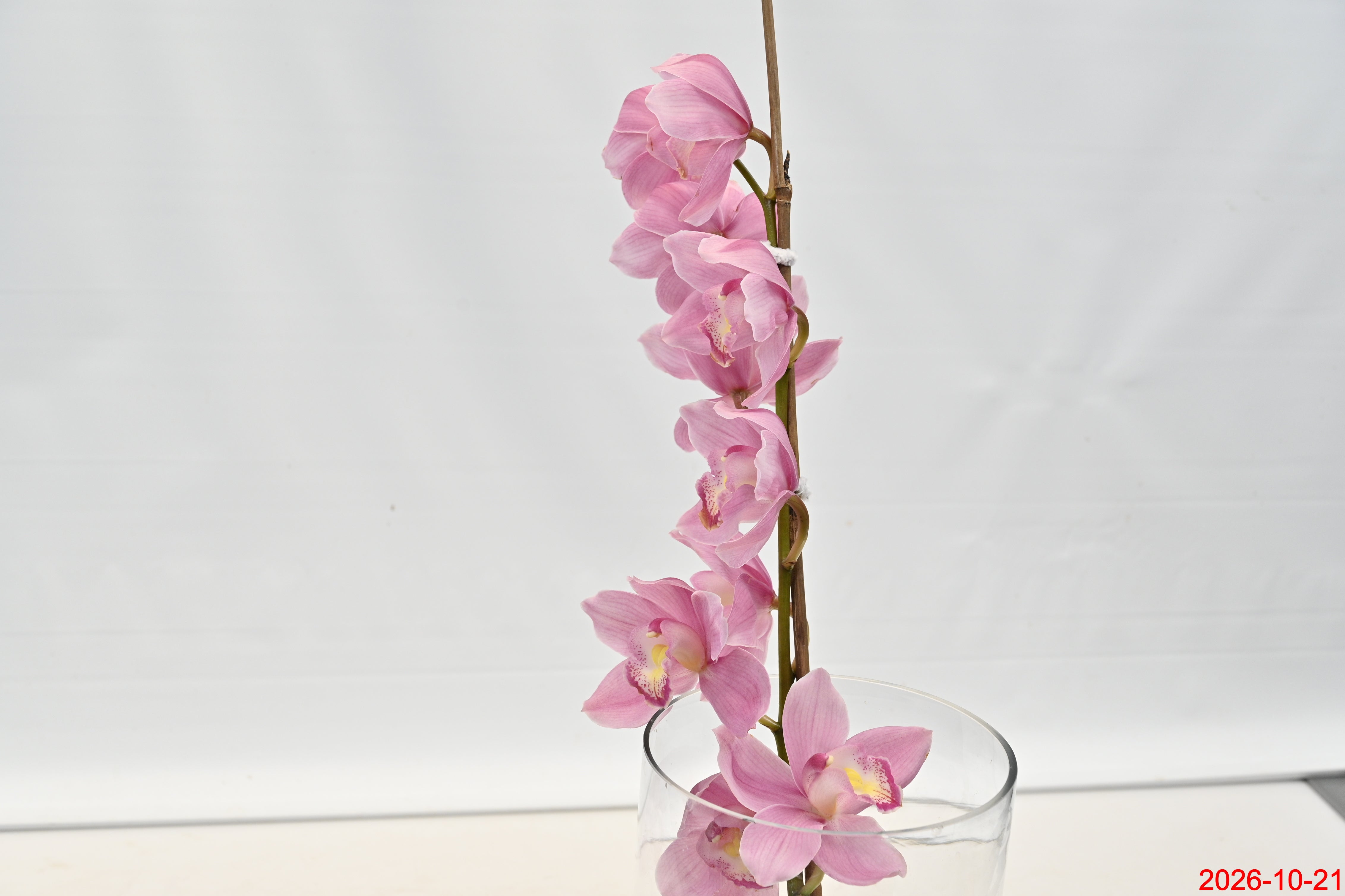 CYMBIDIUM PINK PER BLOOM Large
