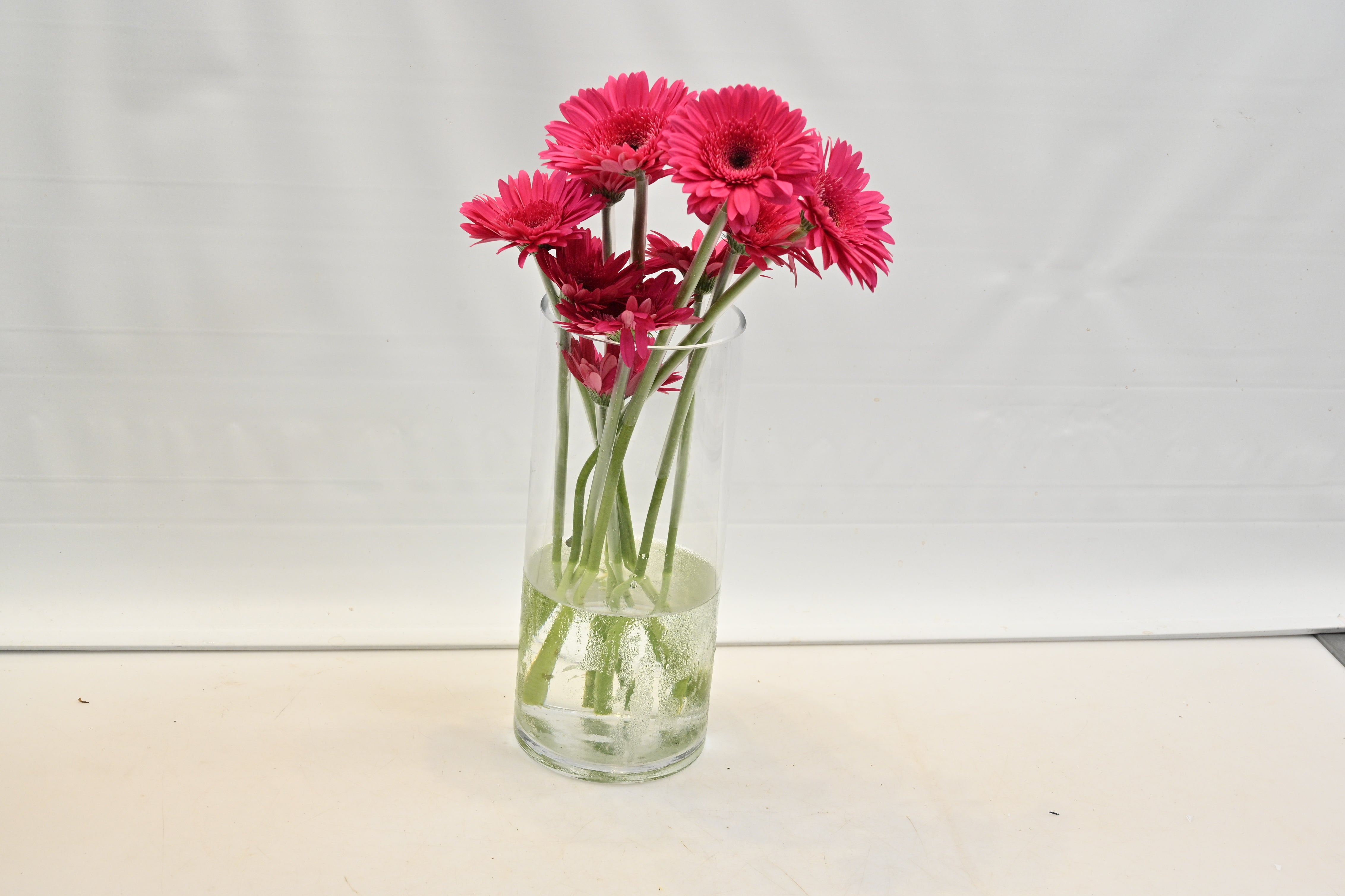 GERBERA ARCADE Large