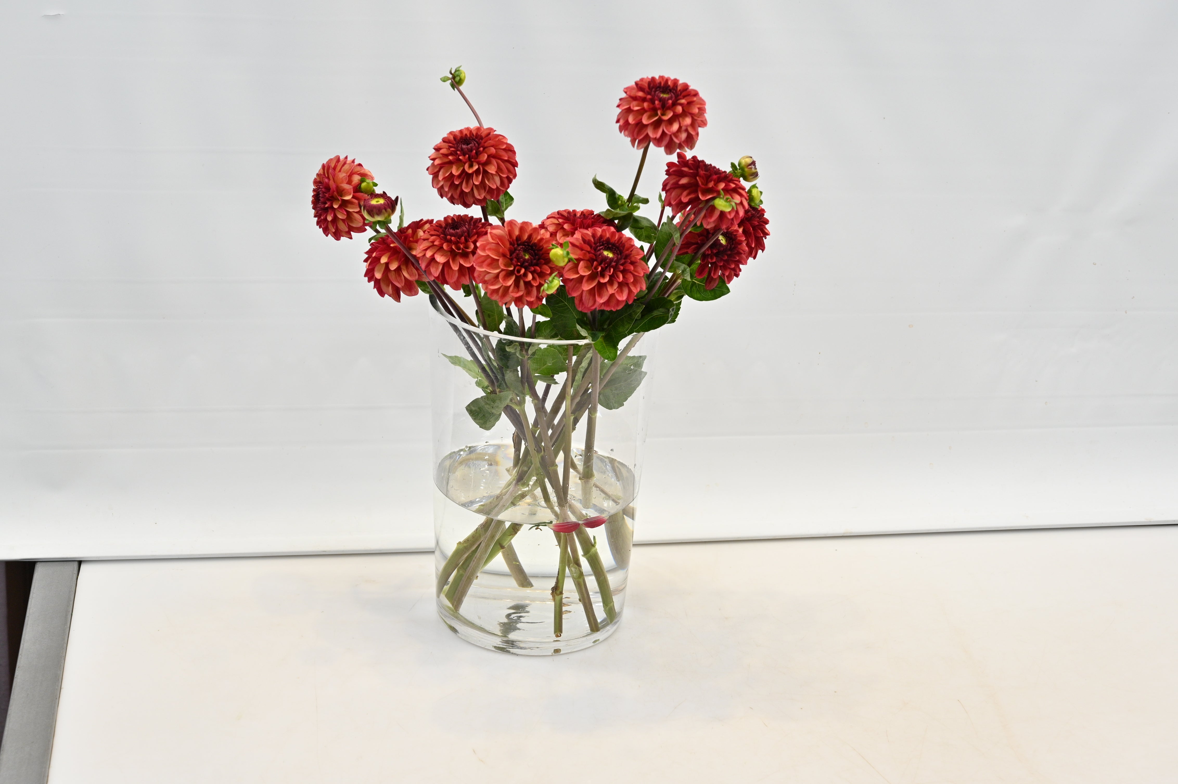 Dahlia High Fidelity Large
