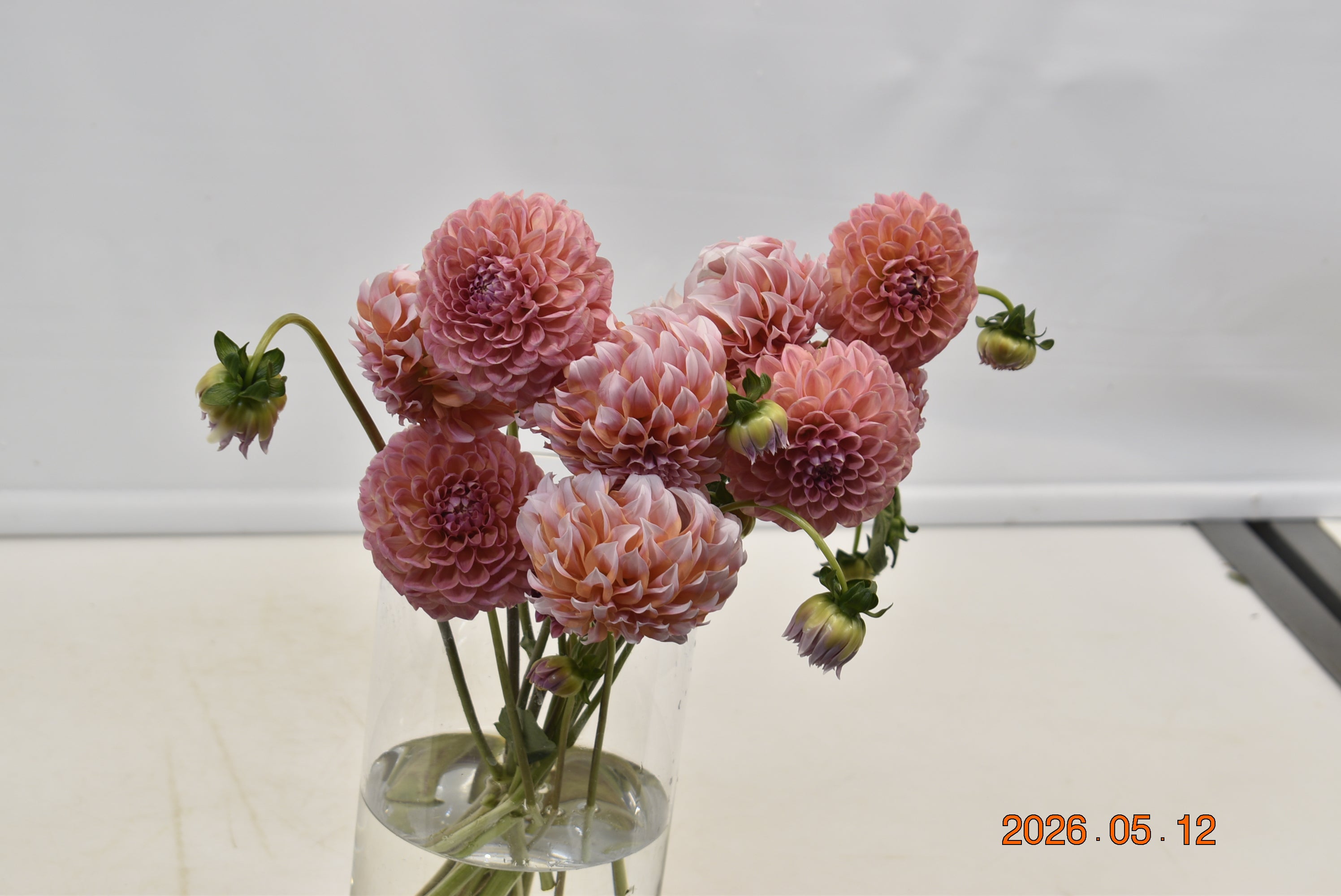 Dahlia Coral Large