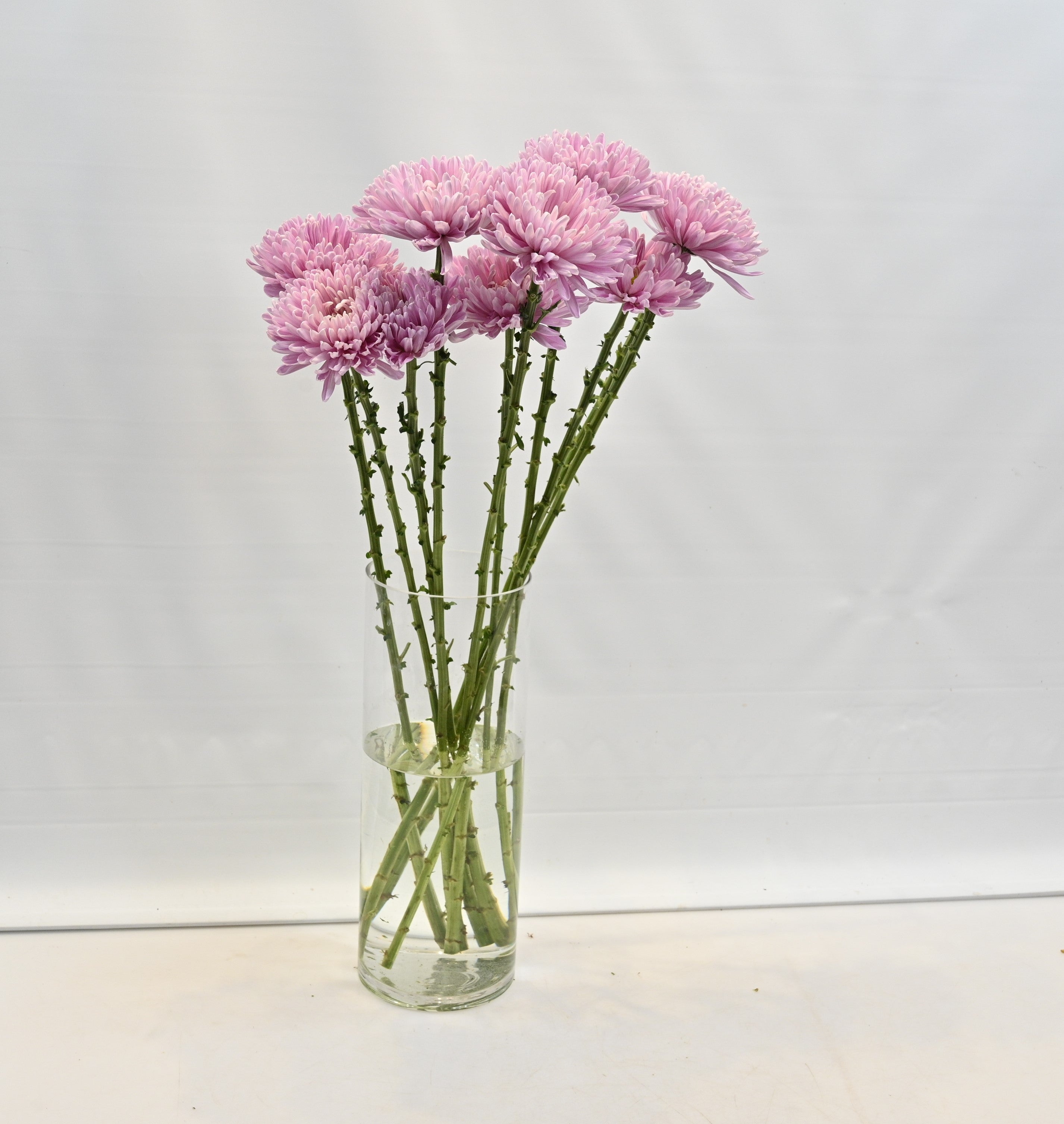CHRYSANTHEMUM PETRUSHKA POM POM Large