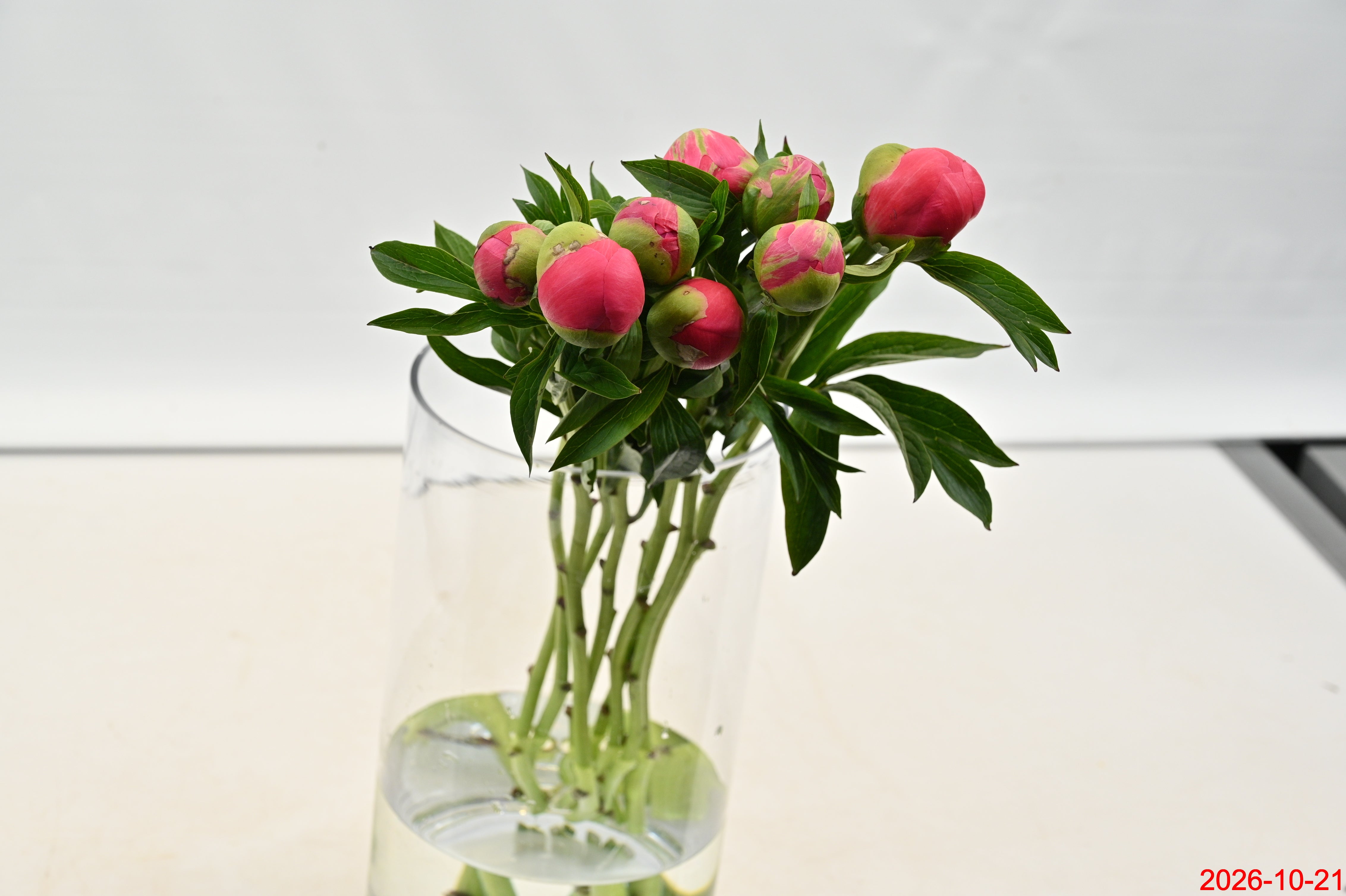 PEONY CORAL CHARM Large