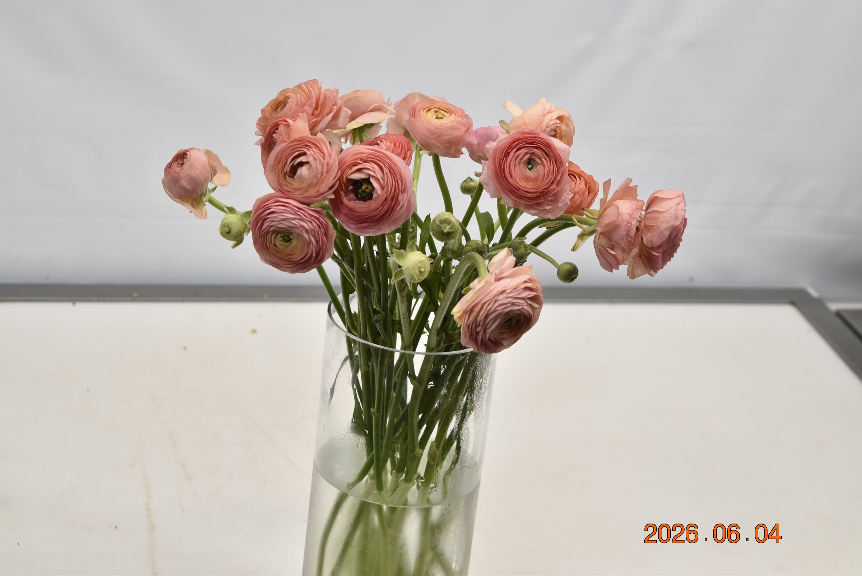 RANUNCULUS SALMON Large
